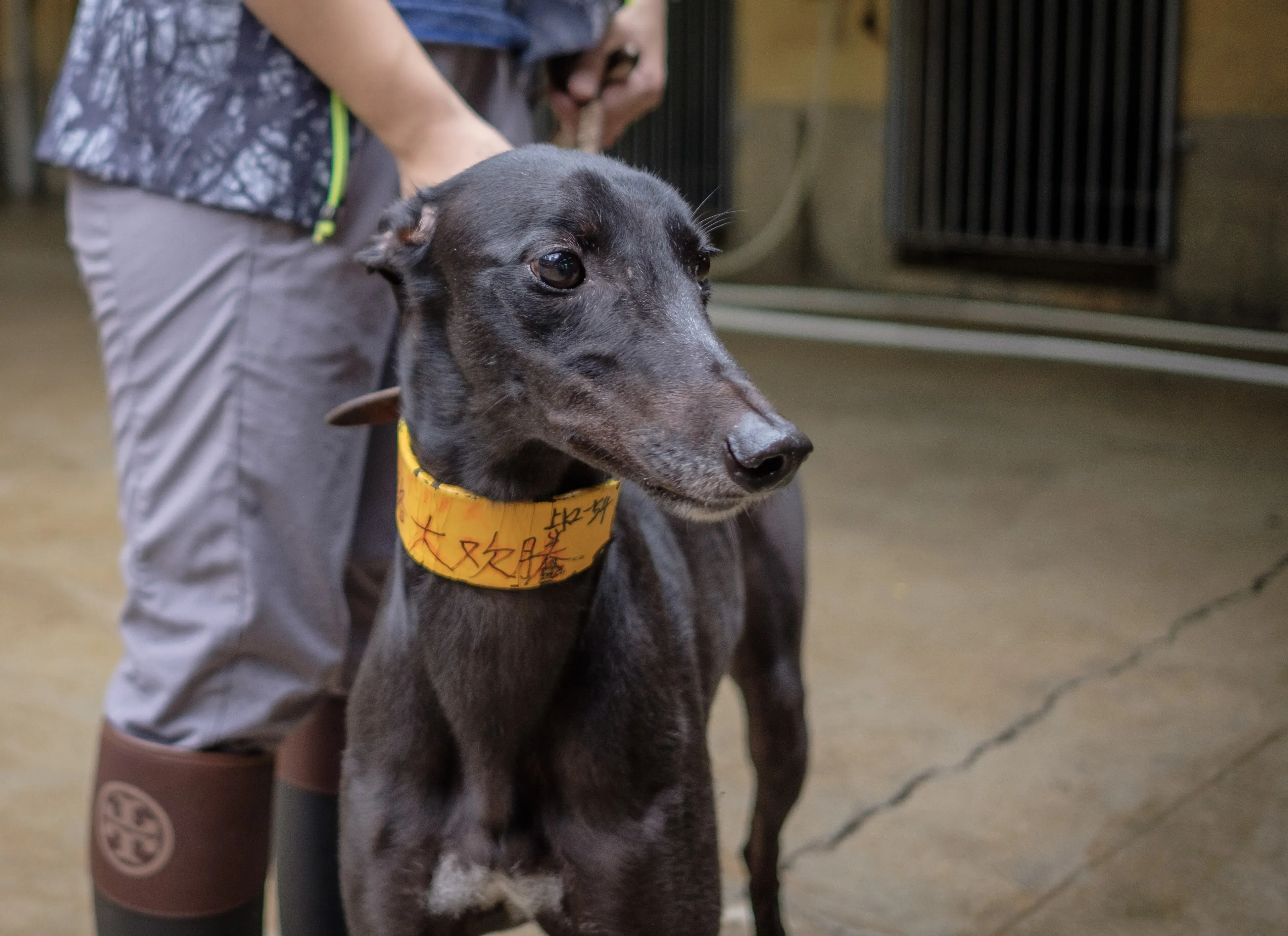 louisville joy adozione greyhound macao 7