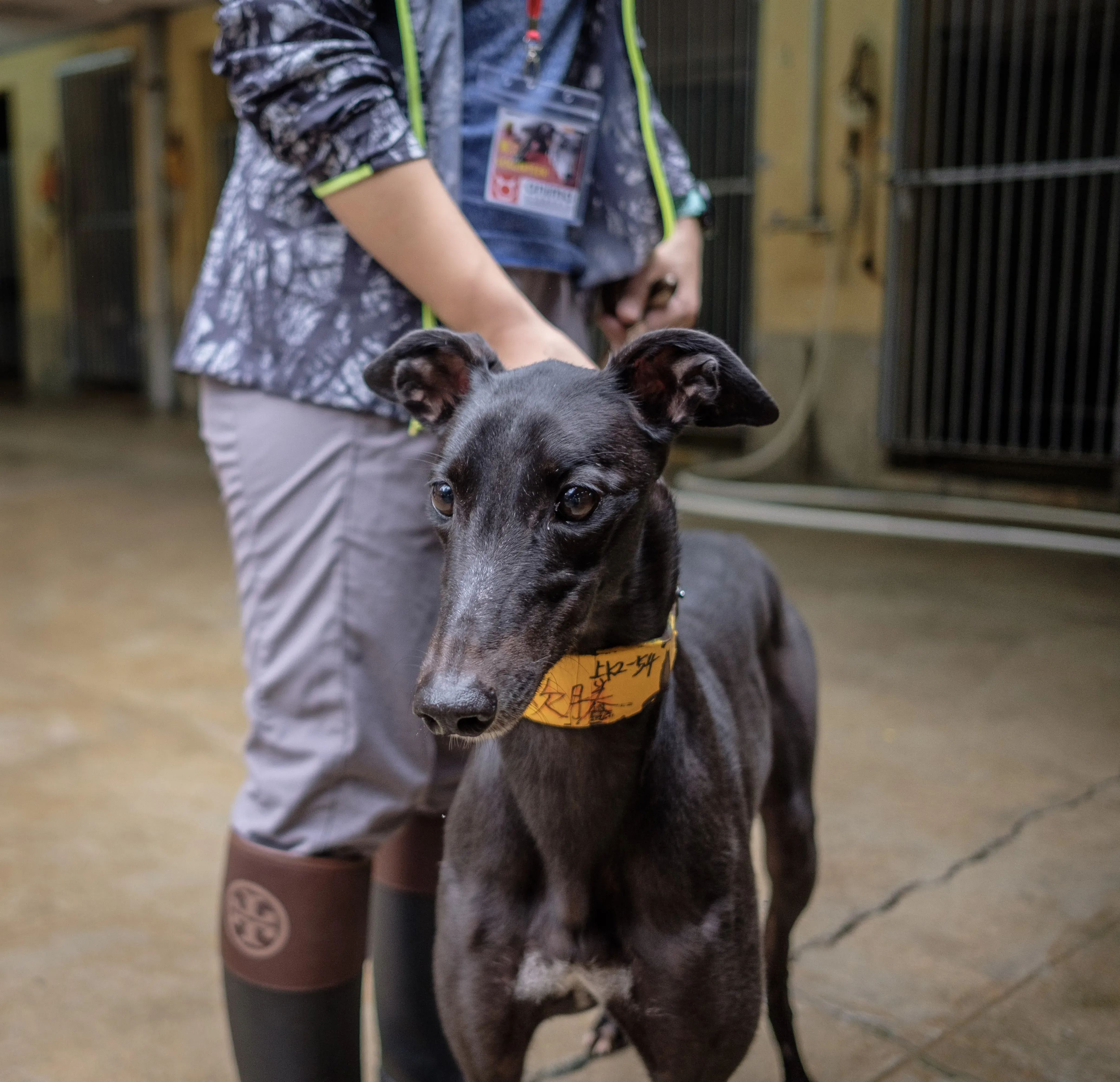 louisville joy adozione greyhound macao 8