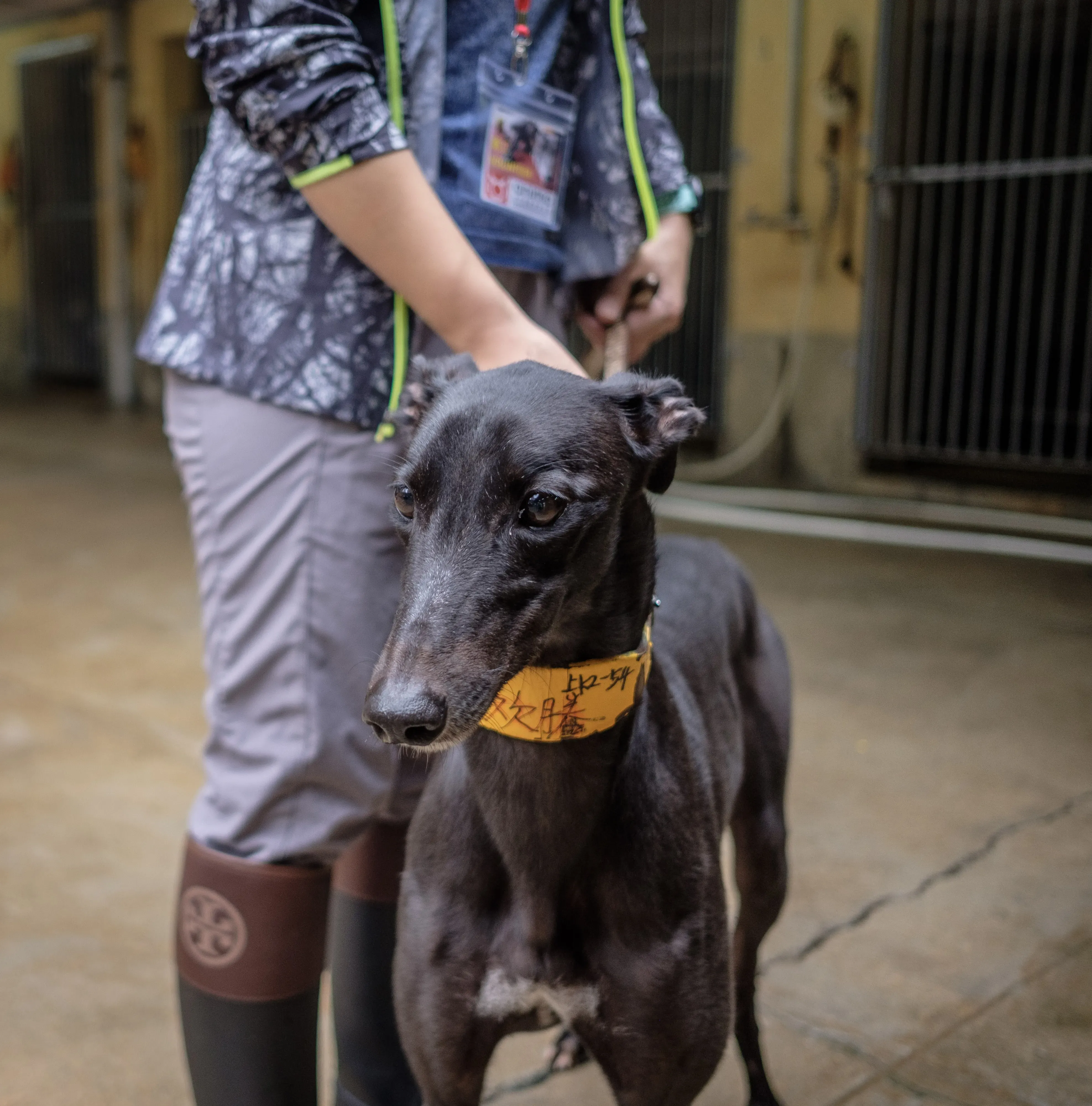 louisville joy adozione greyhound macao 9