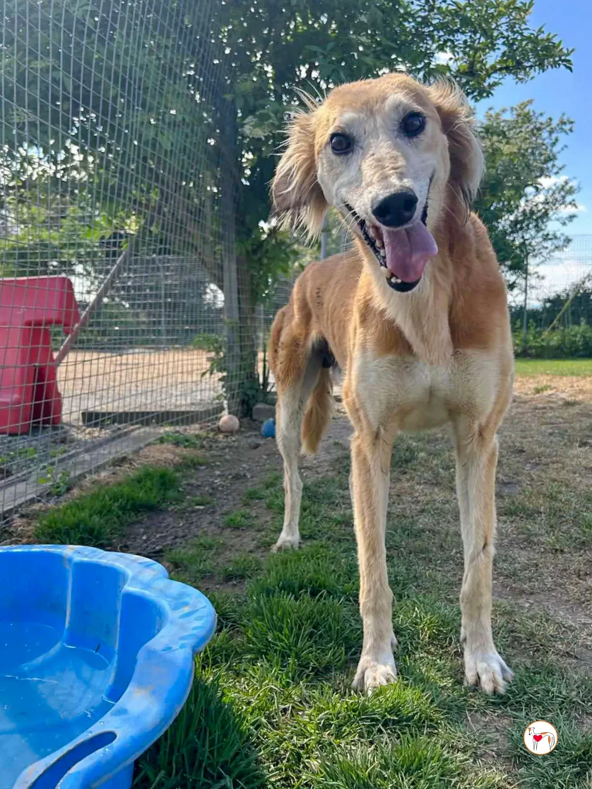 luca grey adozione 01