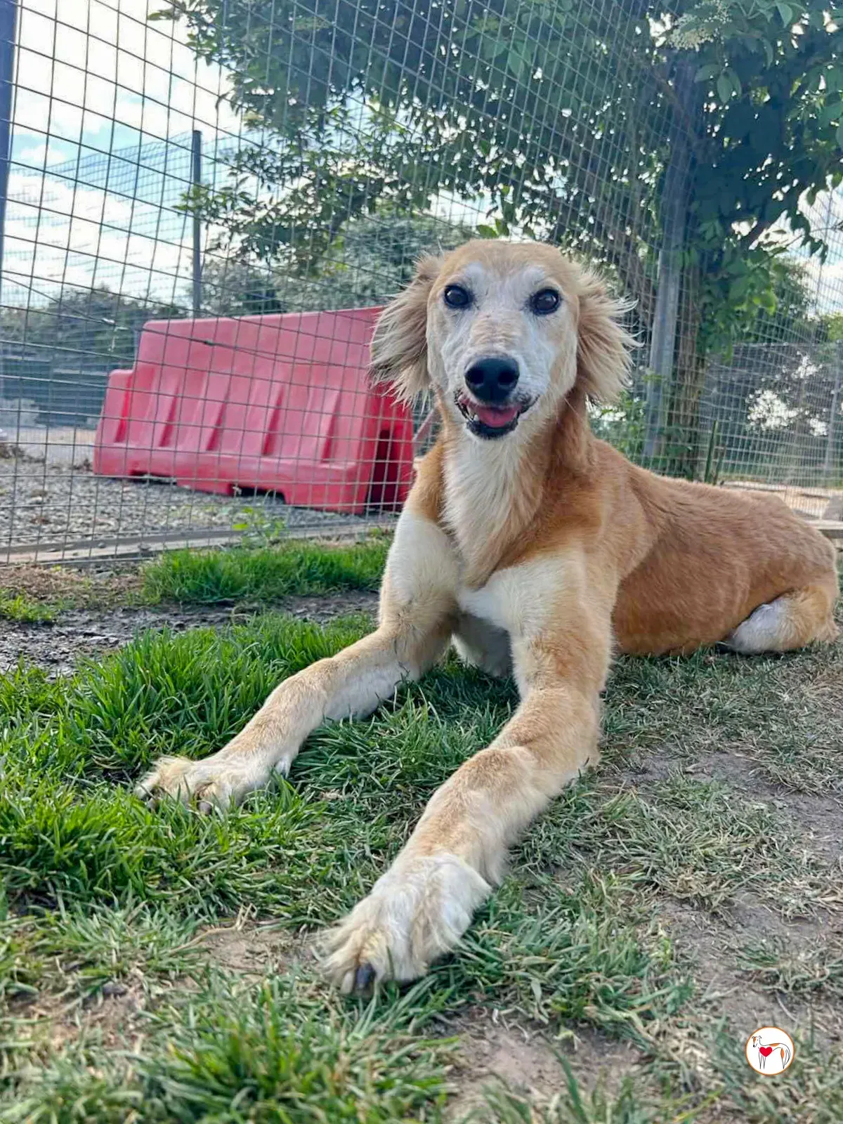 luca grey adozione 03