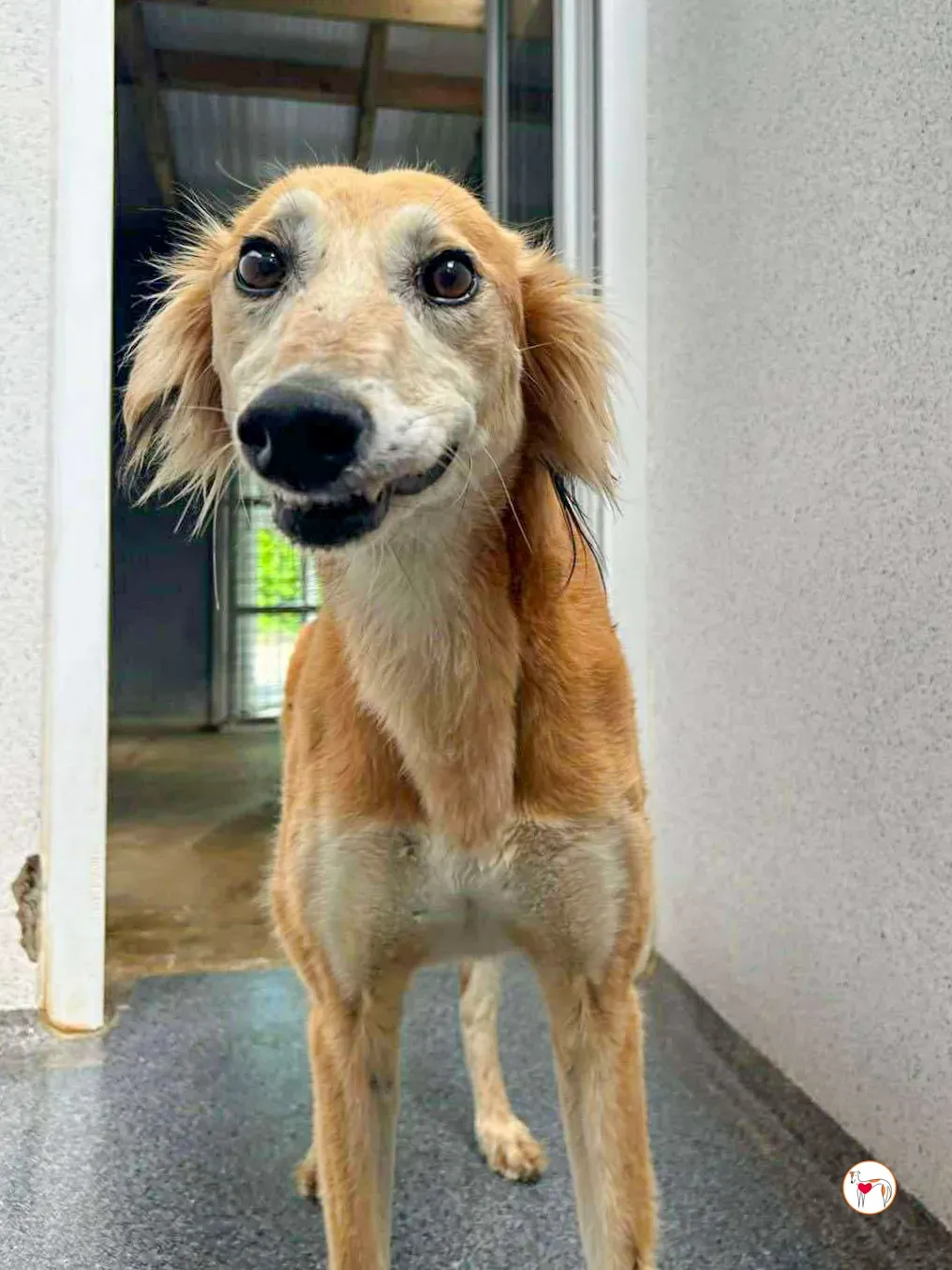 luca grey adozione 04