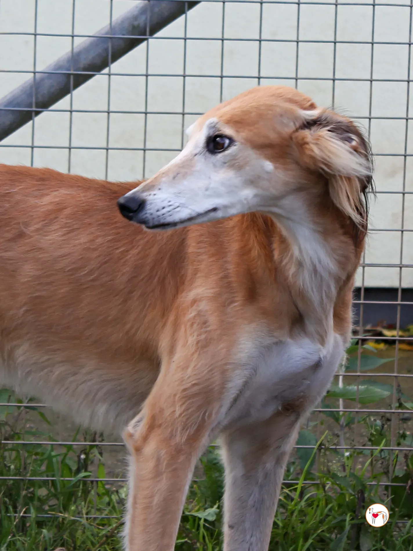 luca grey adozione 10