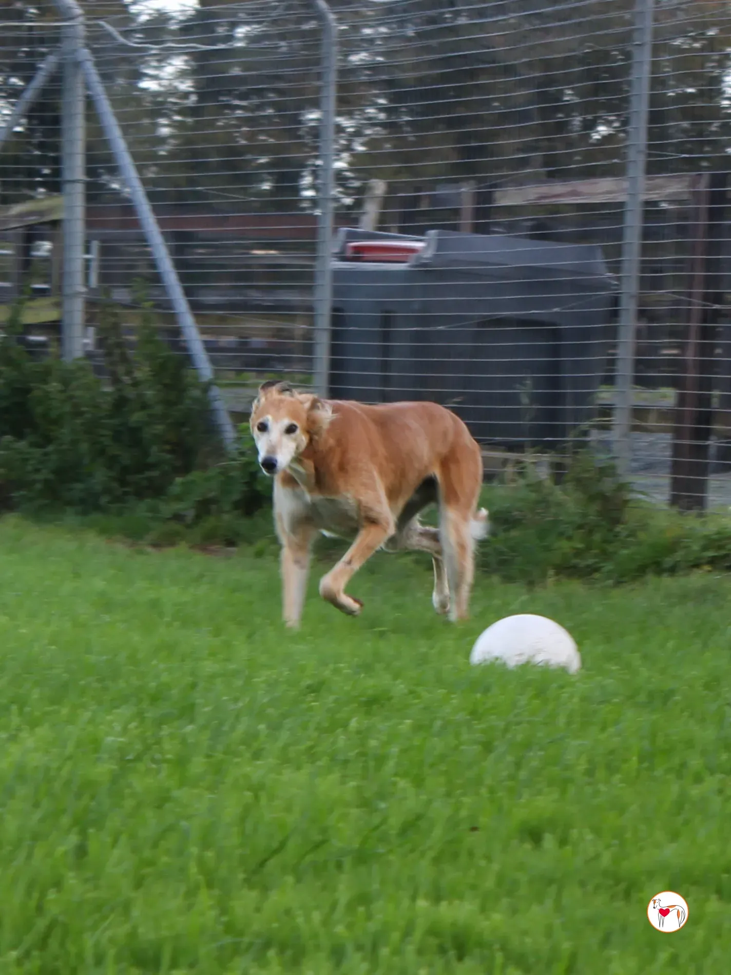 luca grey adozione 11