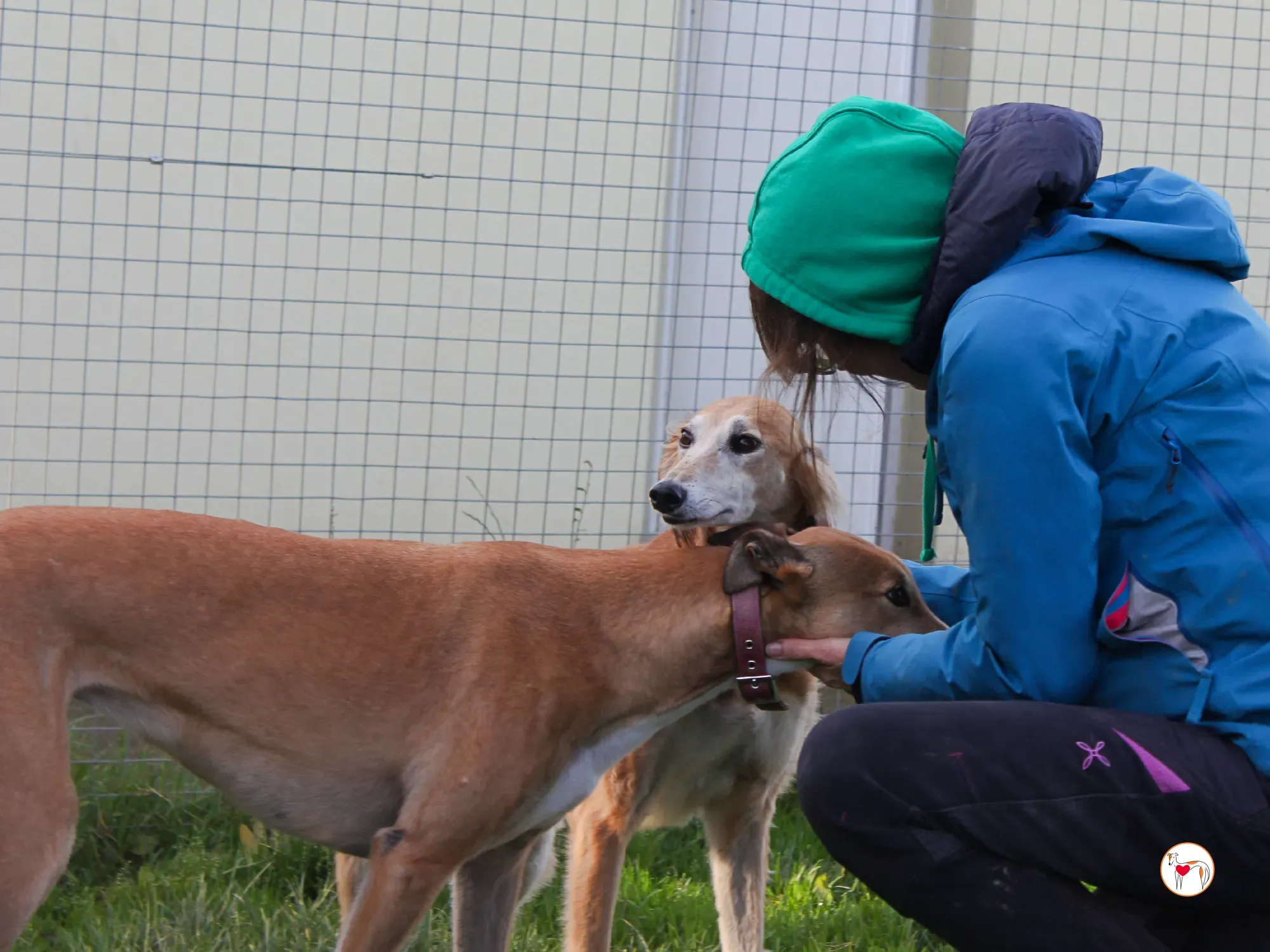 luca grey adozione 12