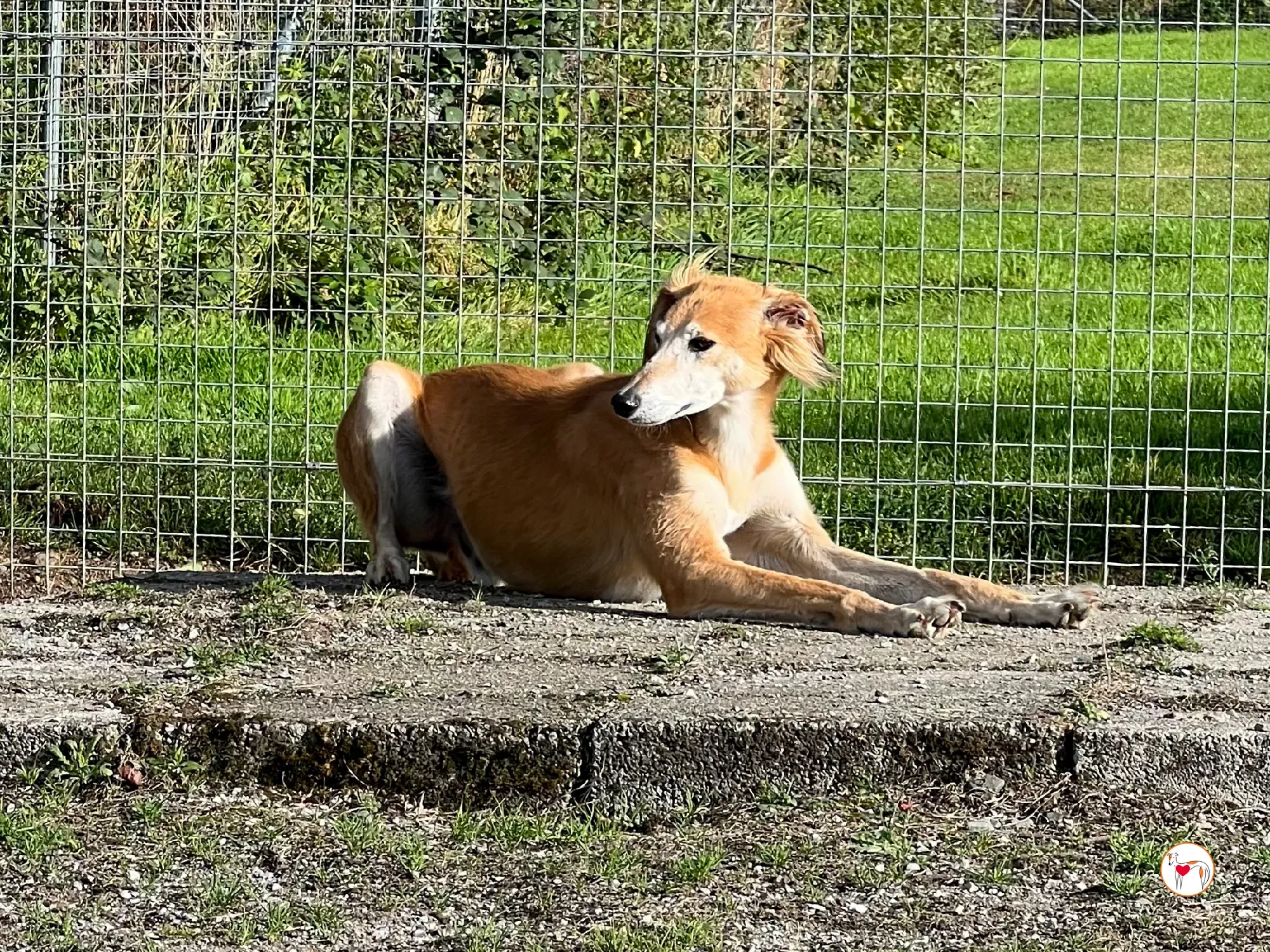 luca grey adozione 5