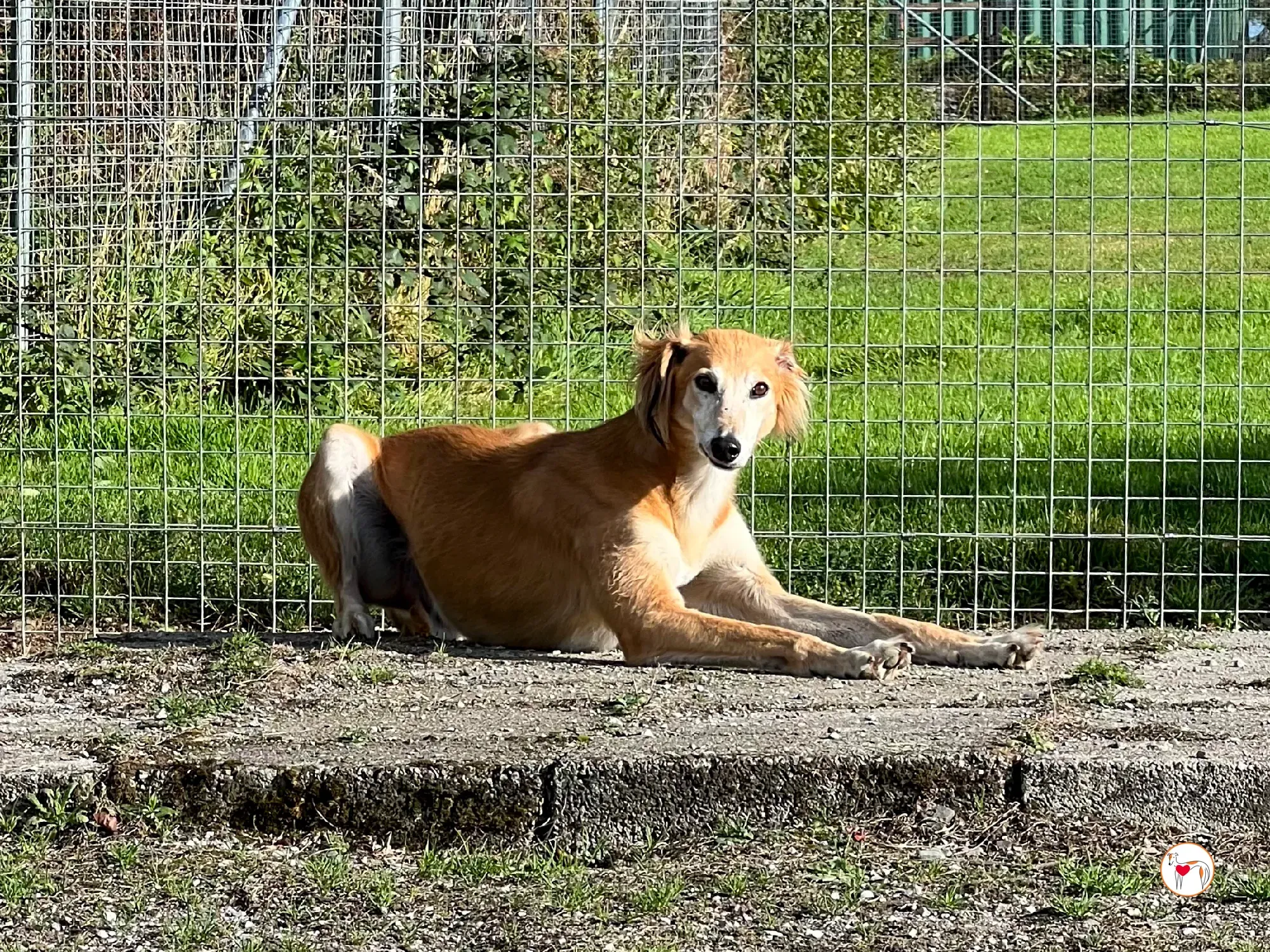 luca grey adozione 6