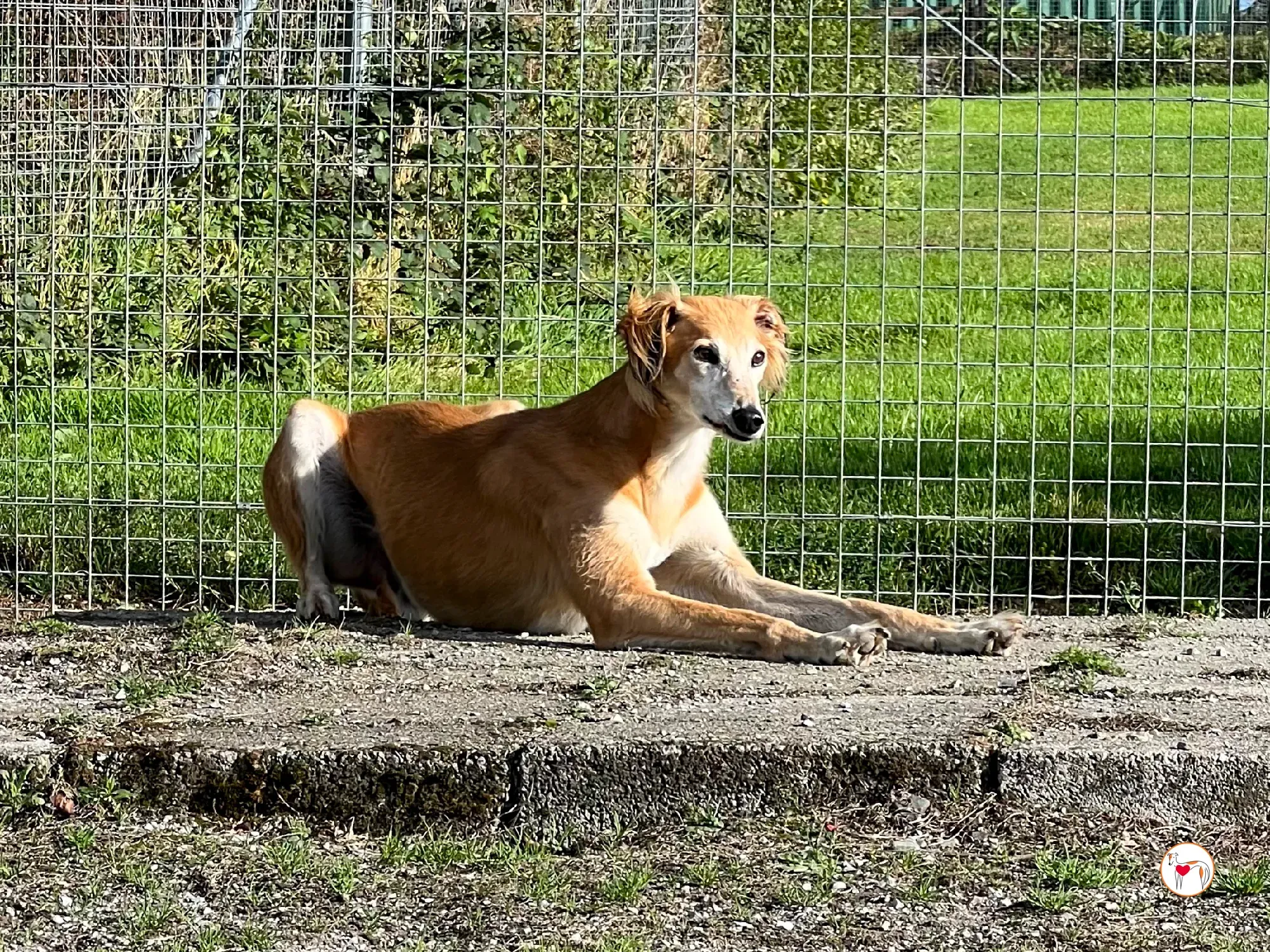 luca grey adozione 7