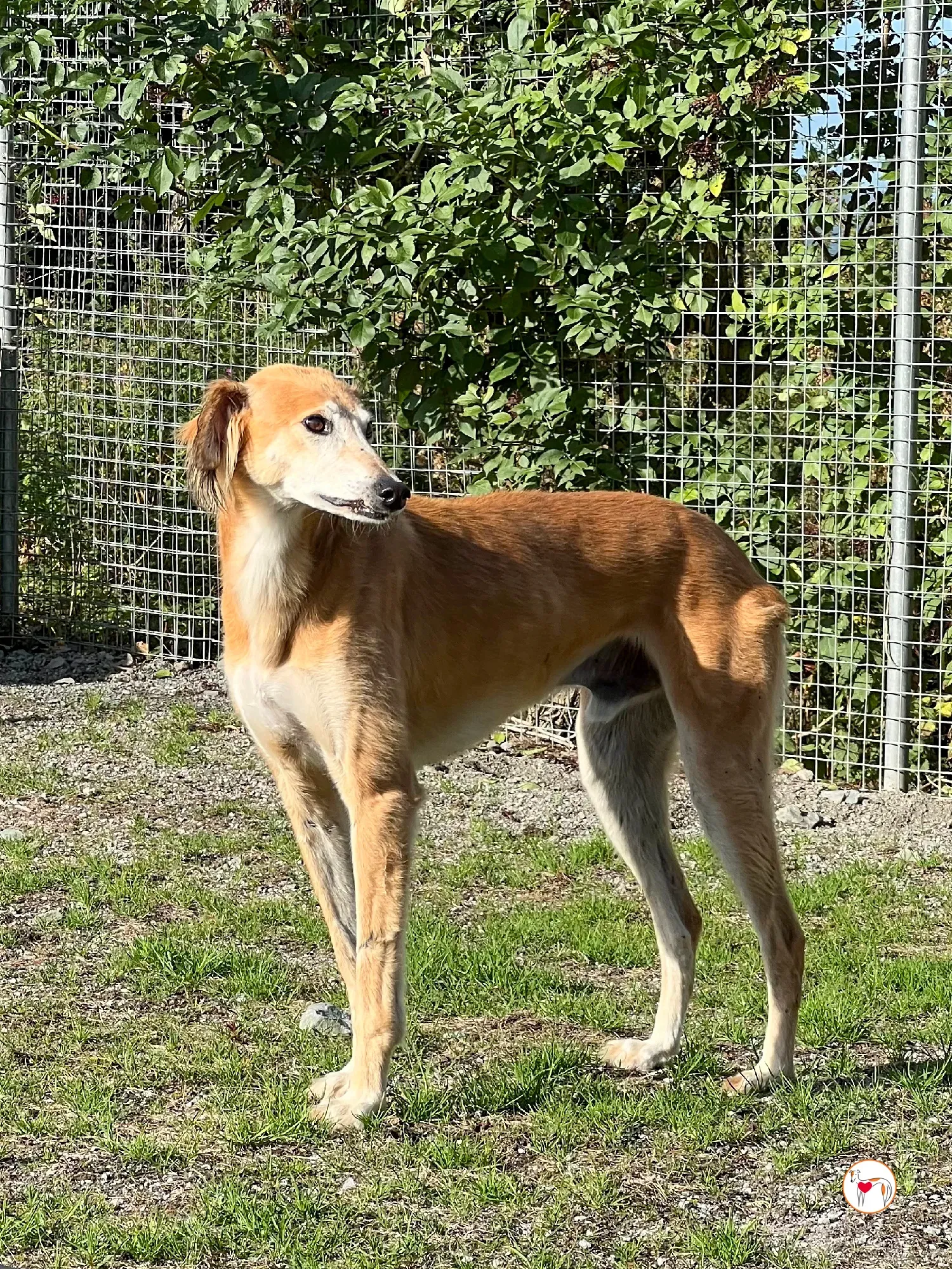 luca grey adozione 8