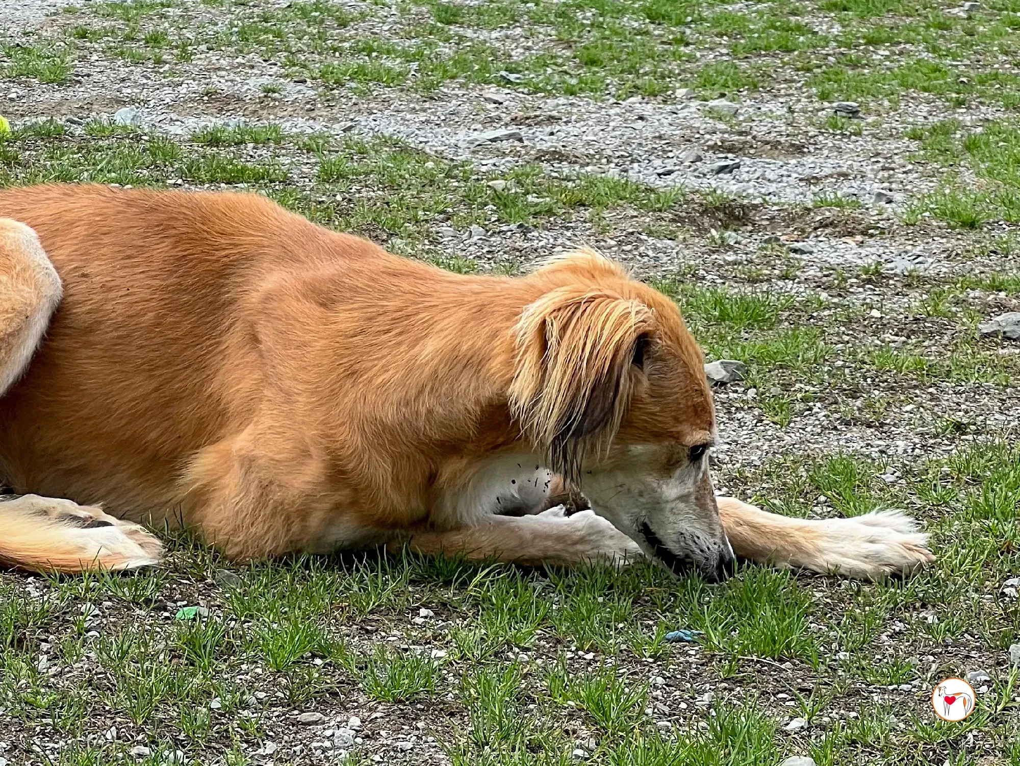 luca grey adozione 9