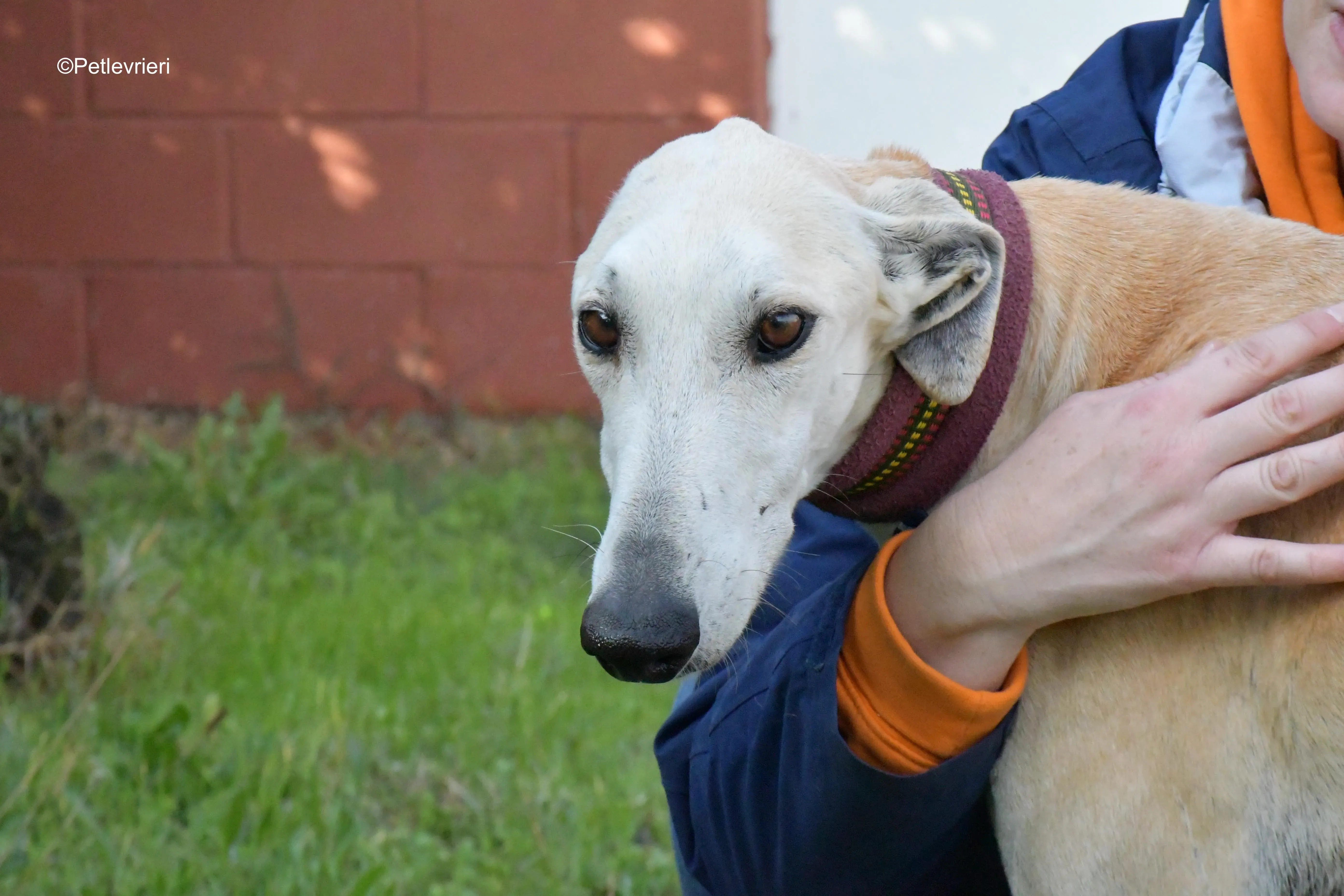 lucas adozione levrieri galgo 1