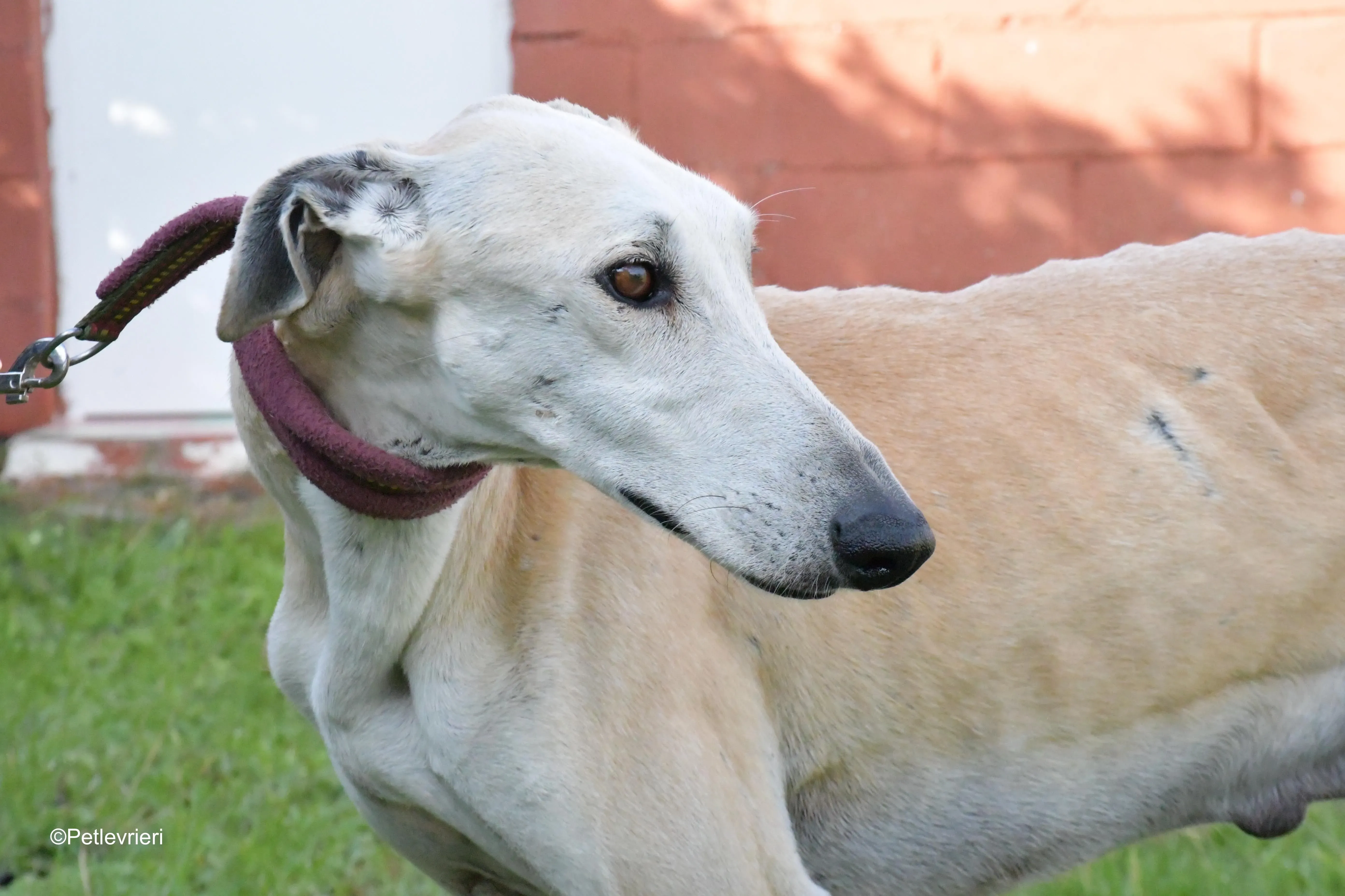 lucas adozione levrieri galgo 10