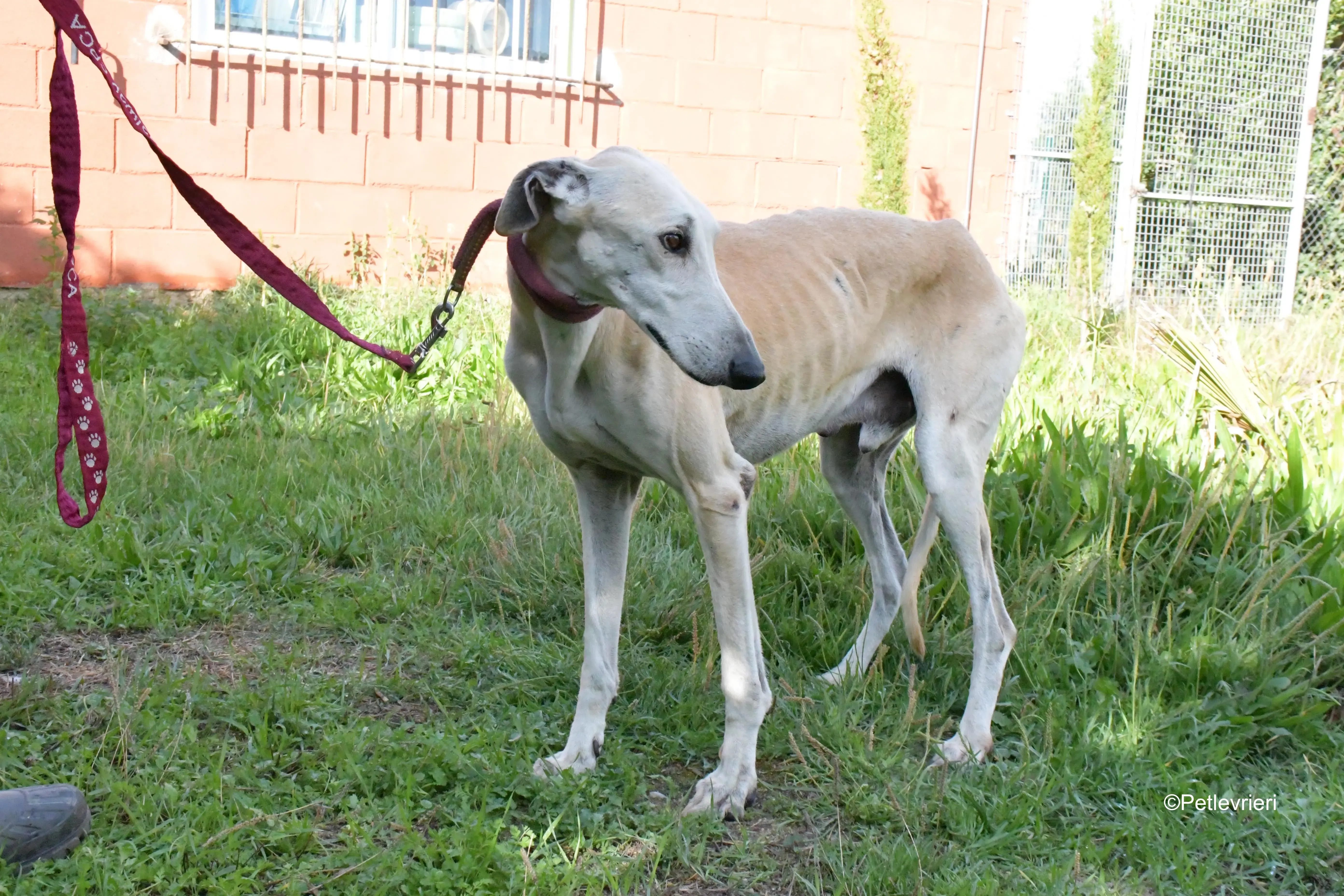 lucas adozione levrieri galgo 11