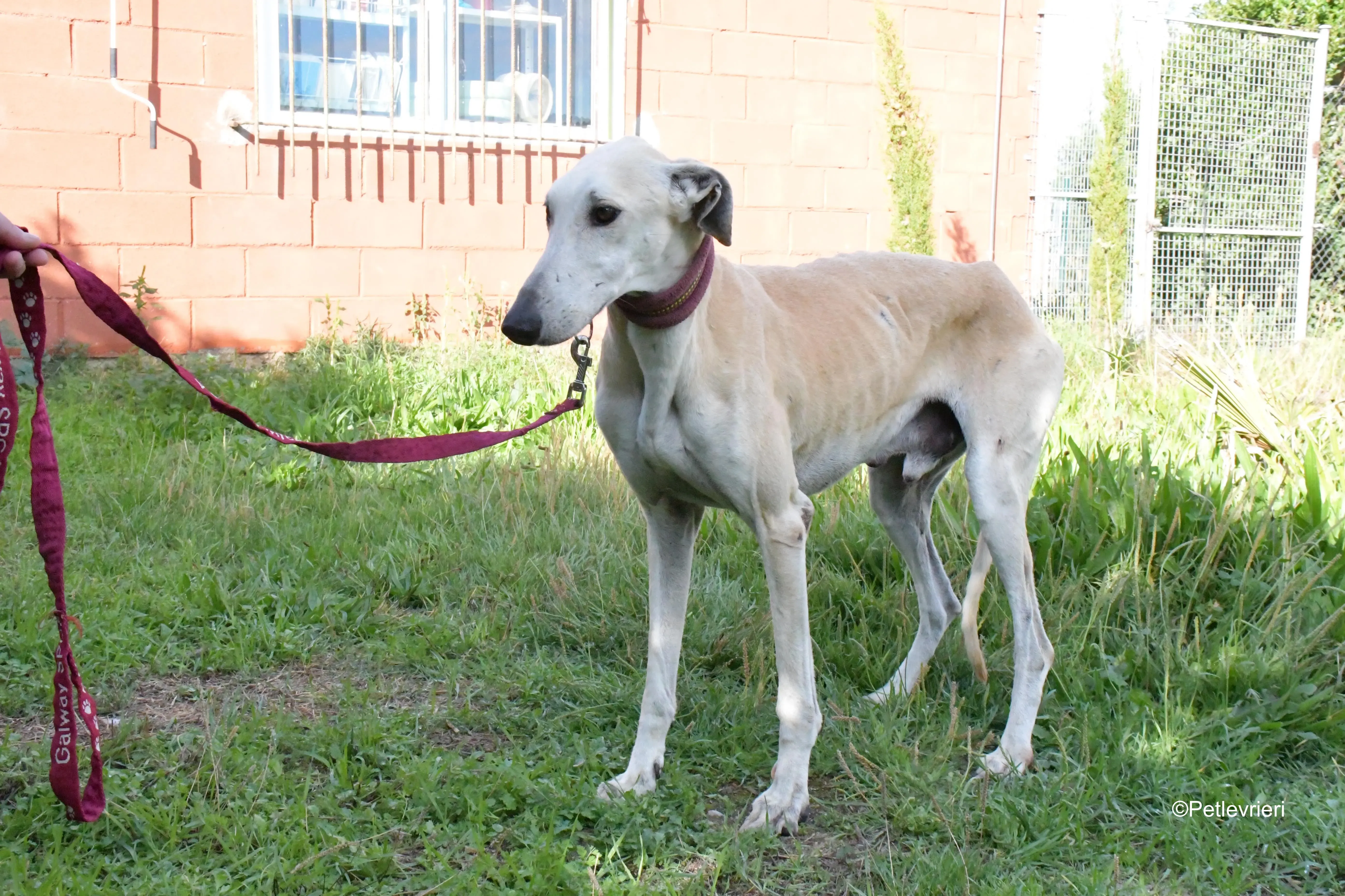 lucas adozione levrieri galgo 12