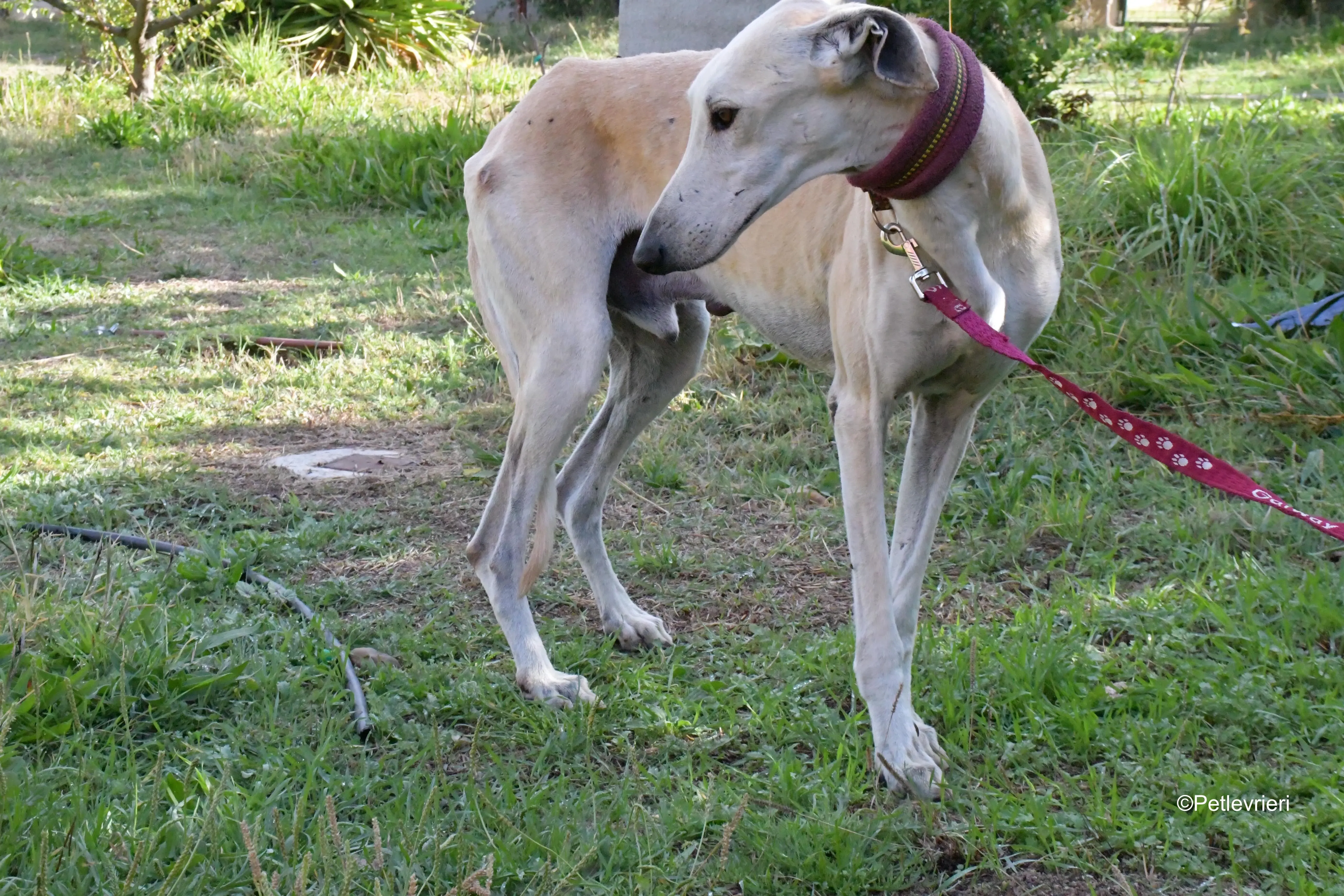 lucas adozione levrieri galgo 13