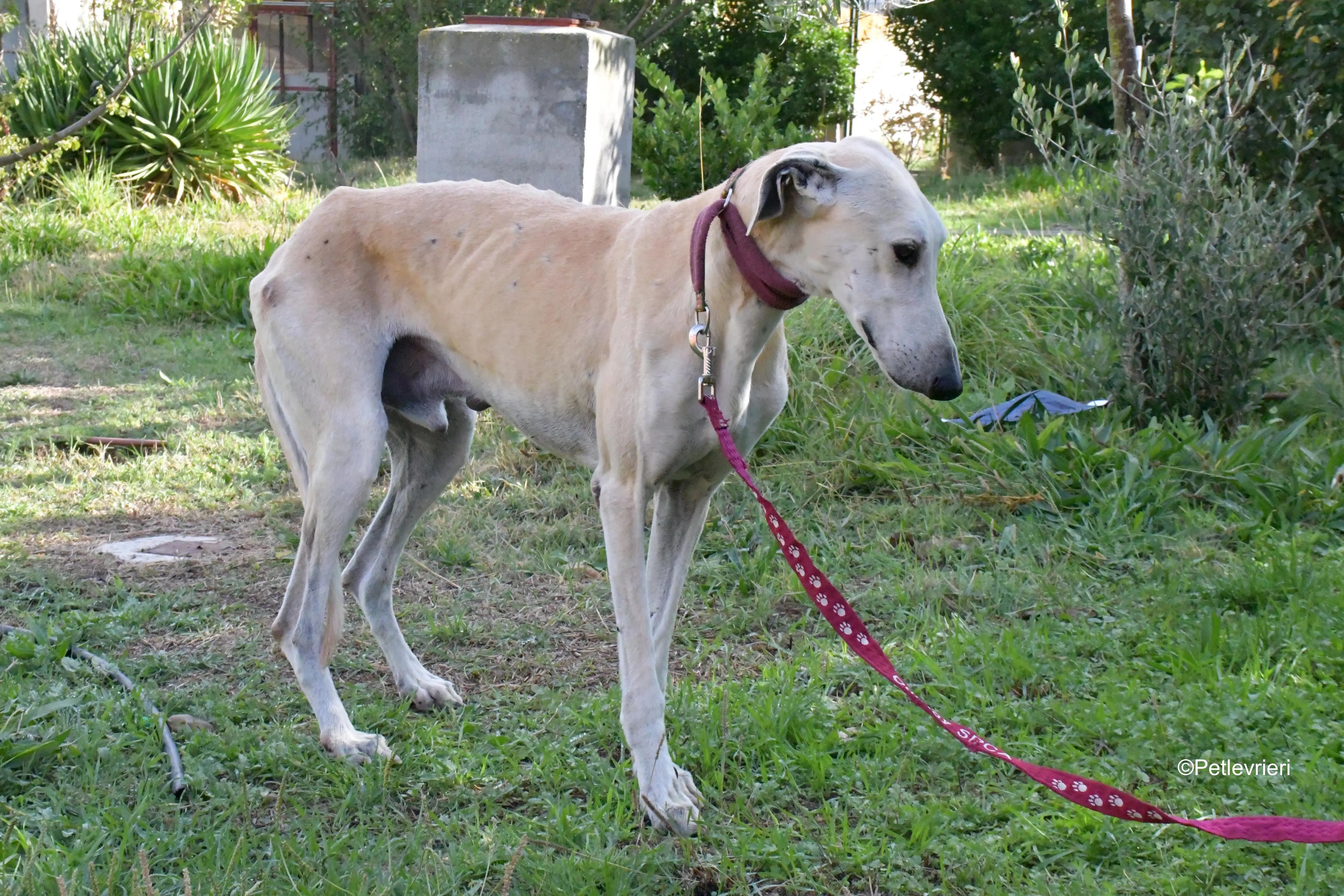 lucas adozione levrieri galgo 14