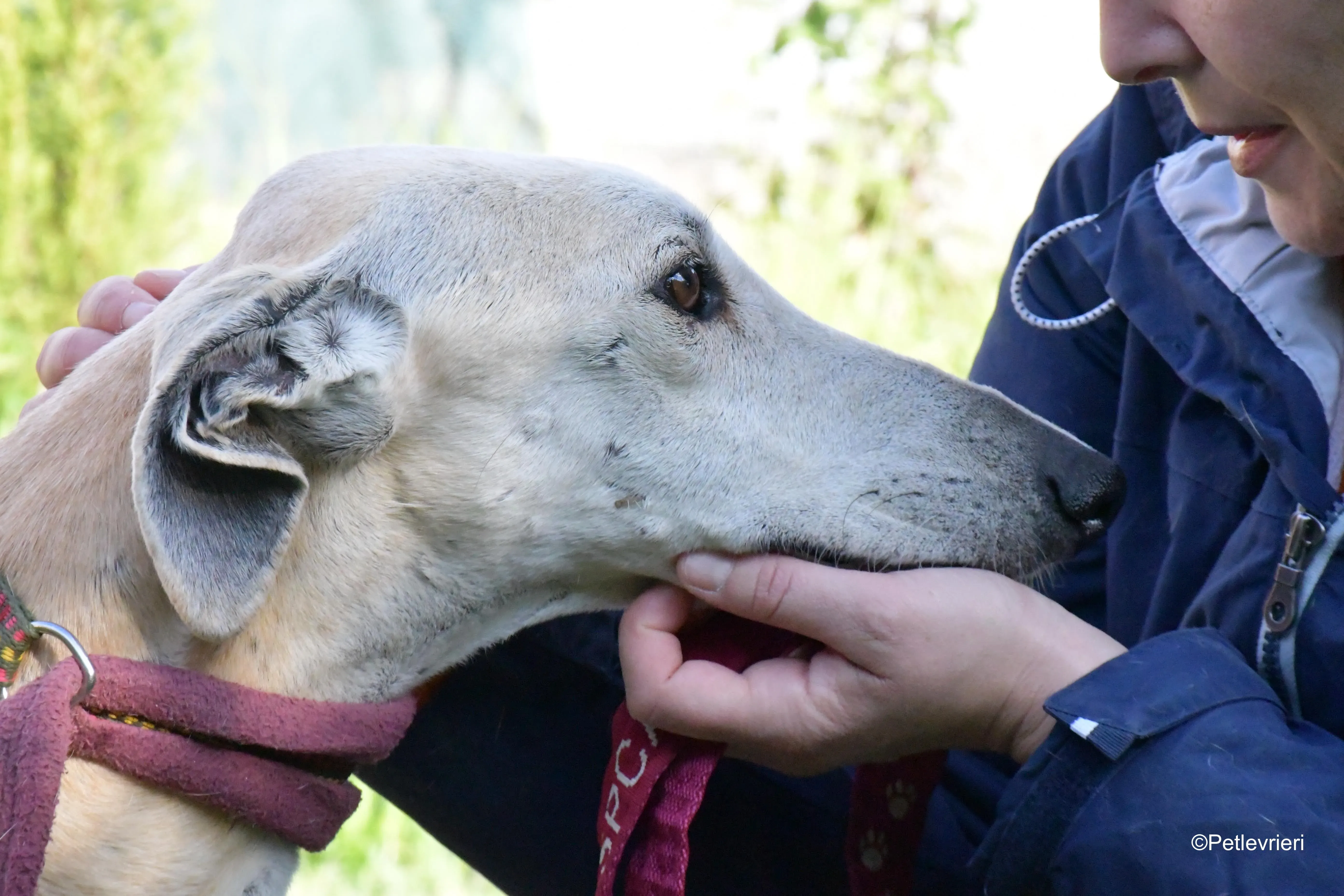 lucas adozione levrieri galgo 15