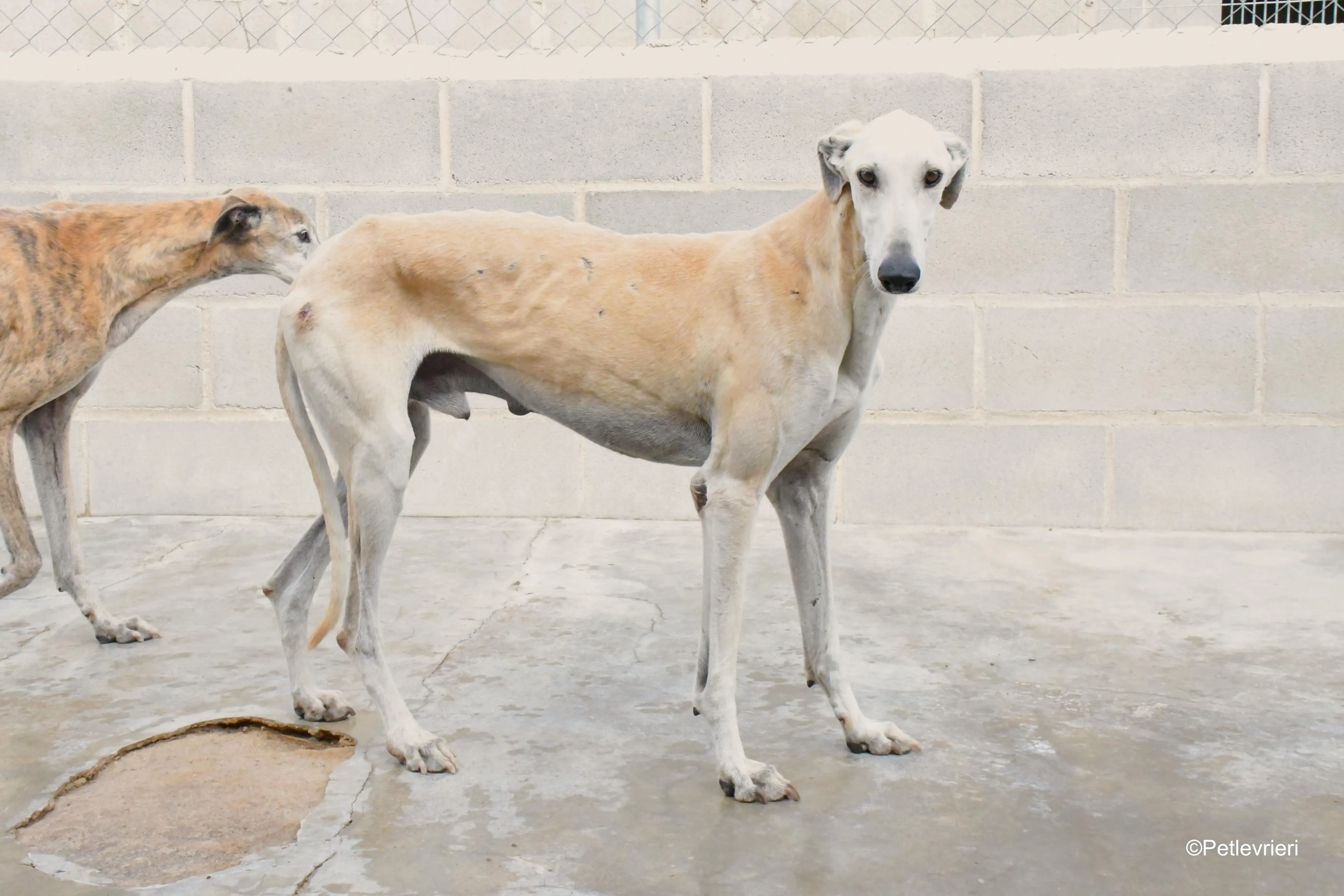 lucas adozione levrieri galgo 16