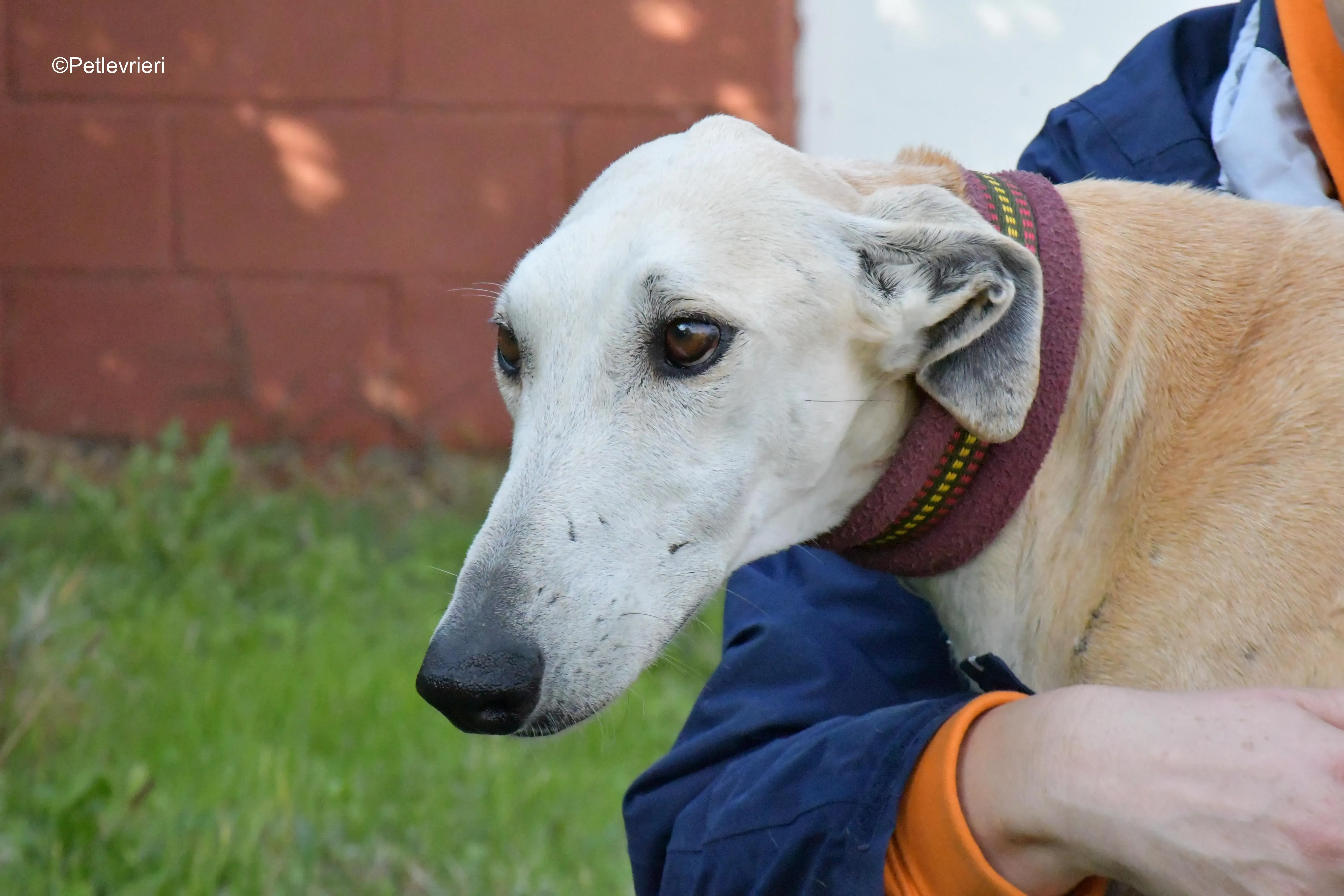 lucas adozione levrieri galgo 2