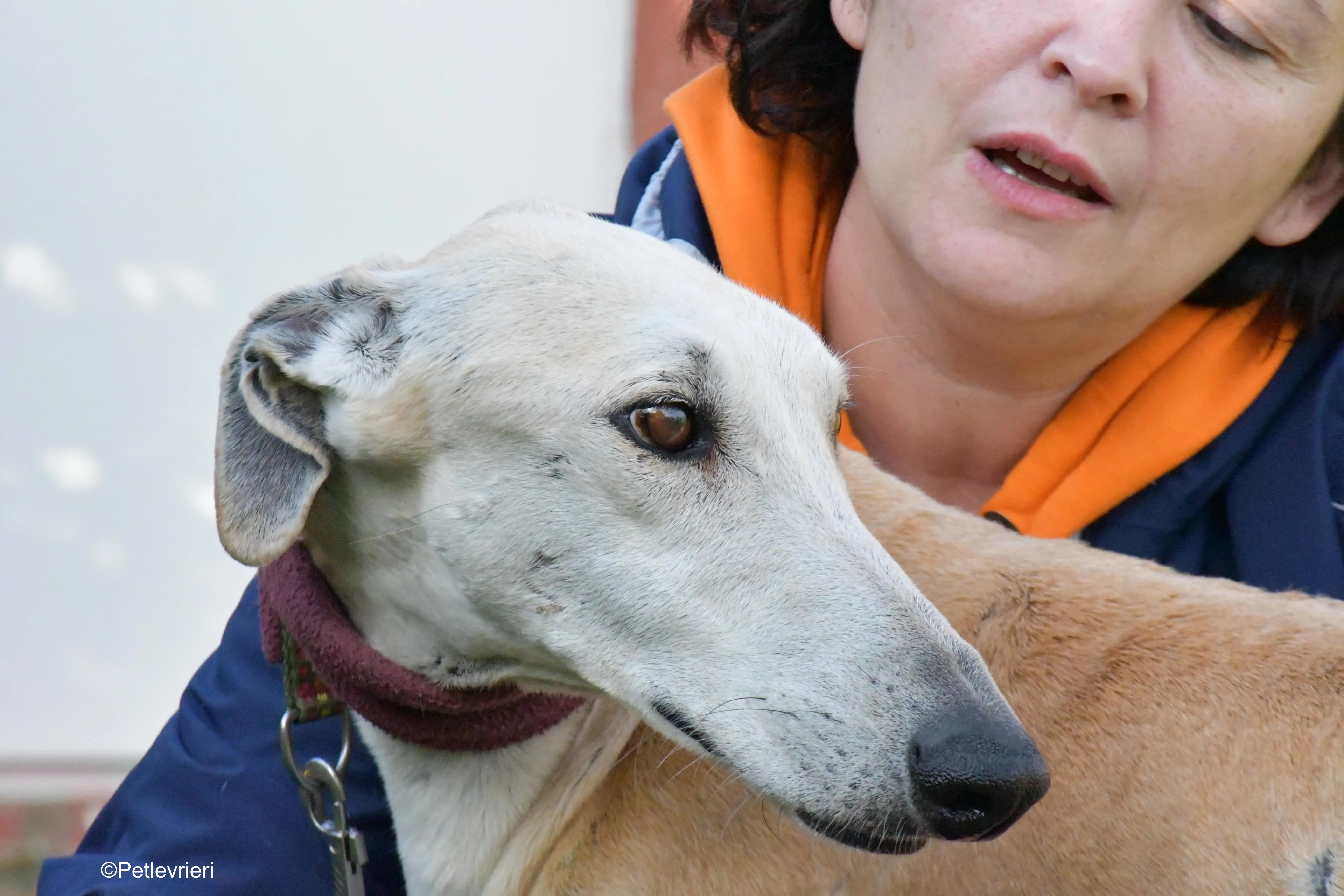 lucas adozione levrieri galgo 3