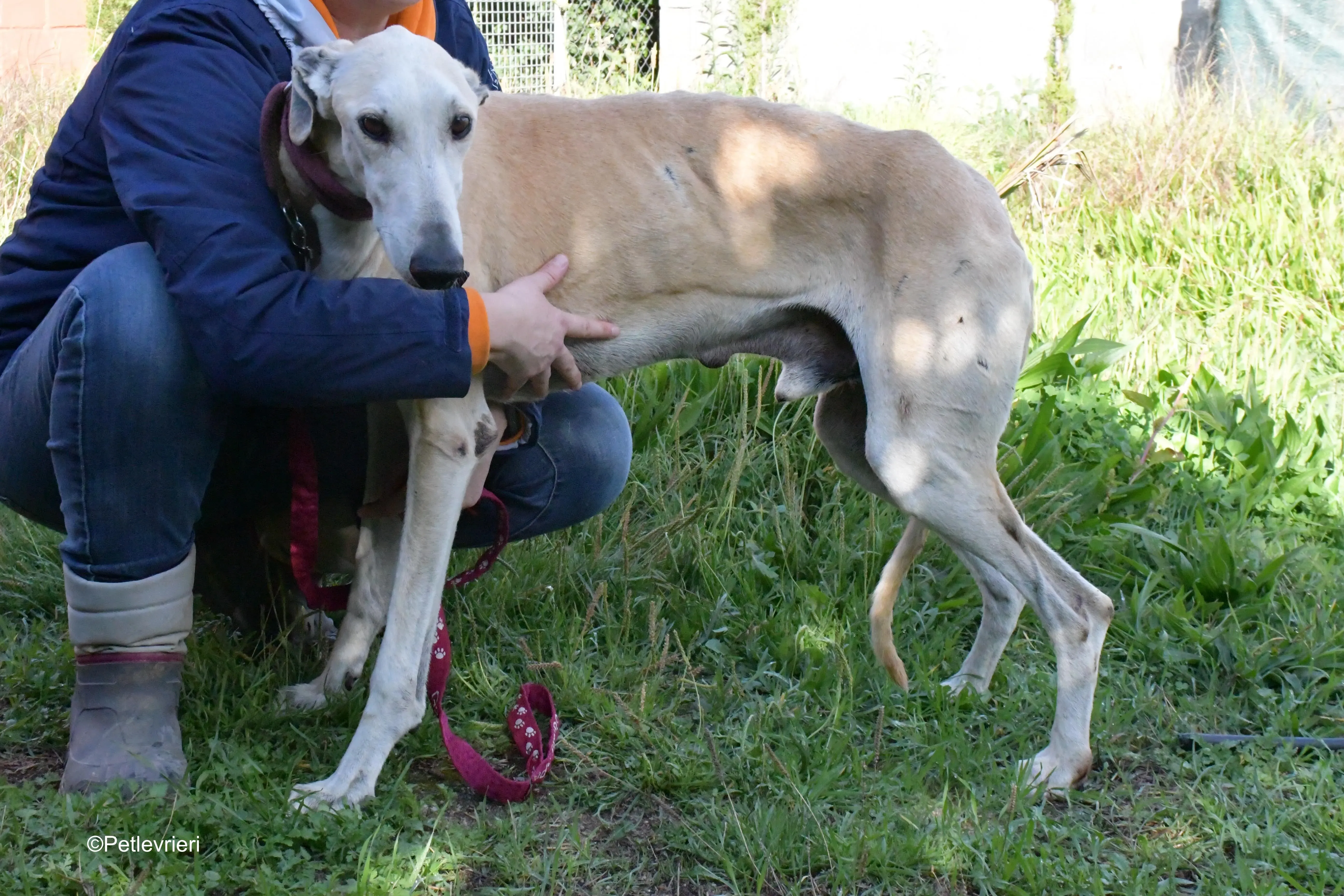 lucas adozione levrieri galgo 4