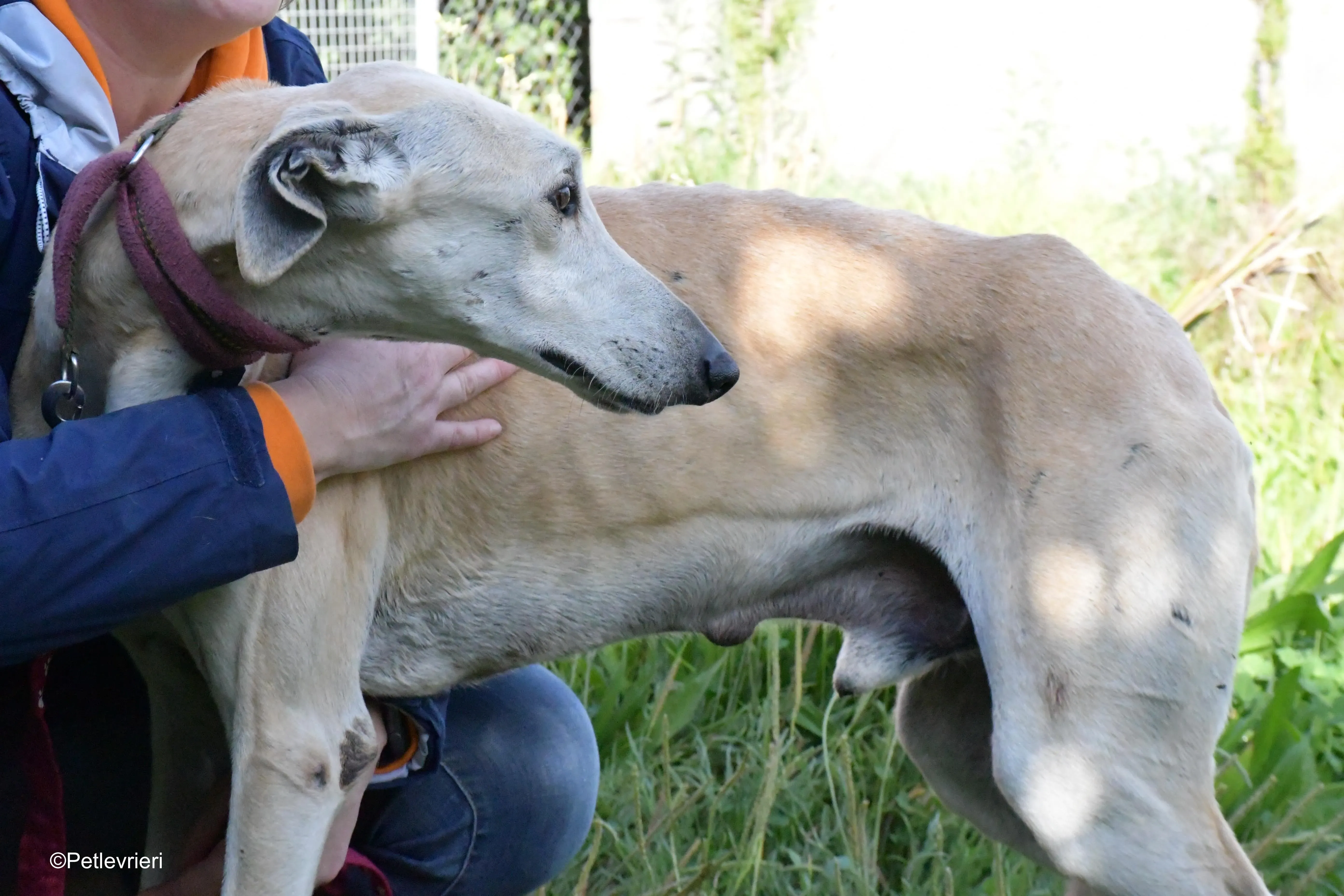 lucas adozione levrieri galgo 5