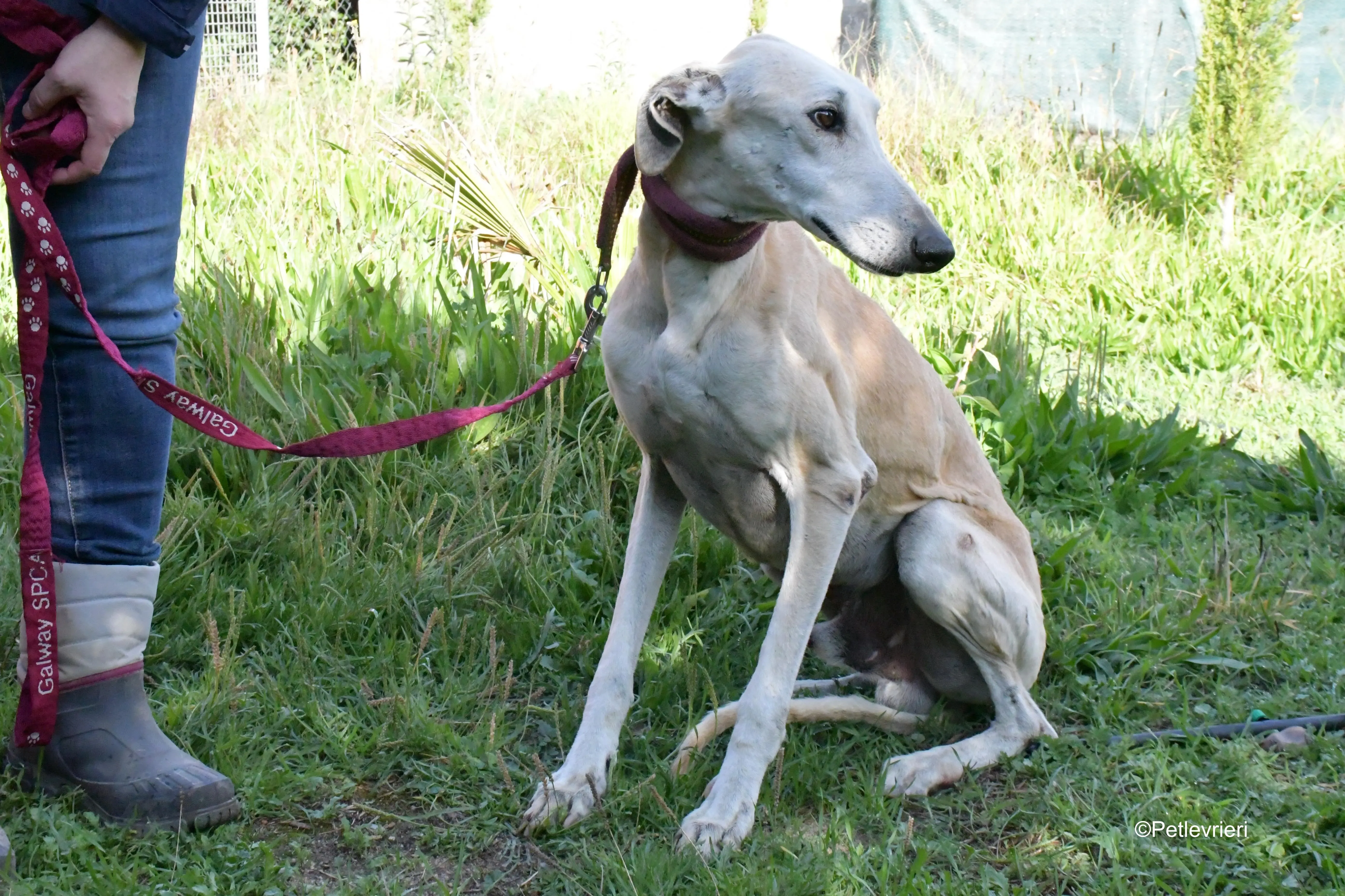 lucas adozione levrieri galgo 6