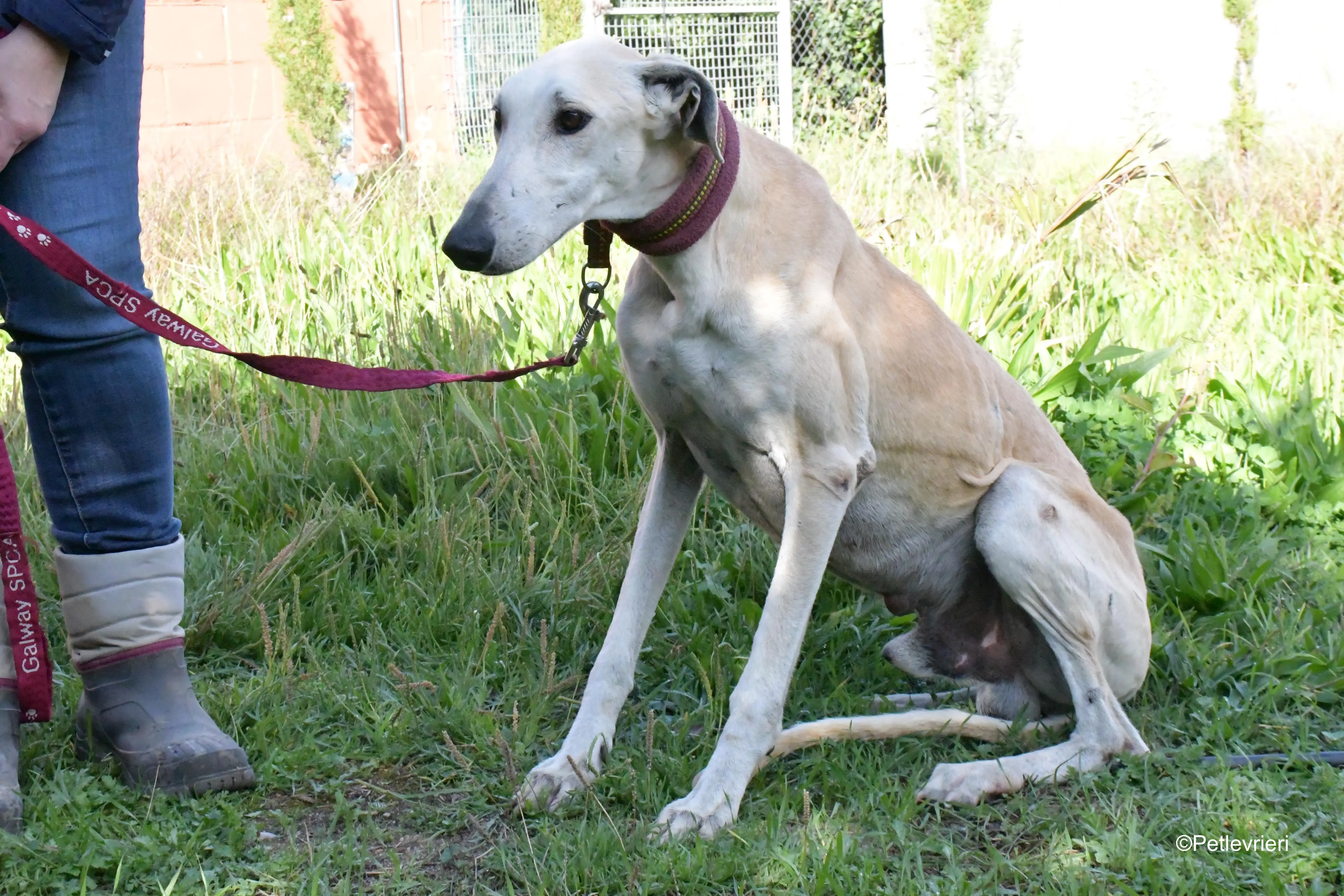 lucas adozione levrieri galgo 7