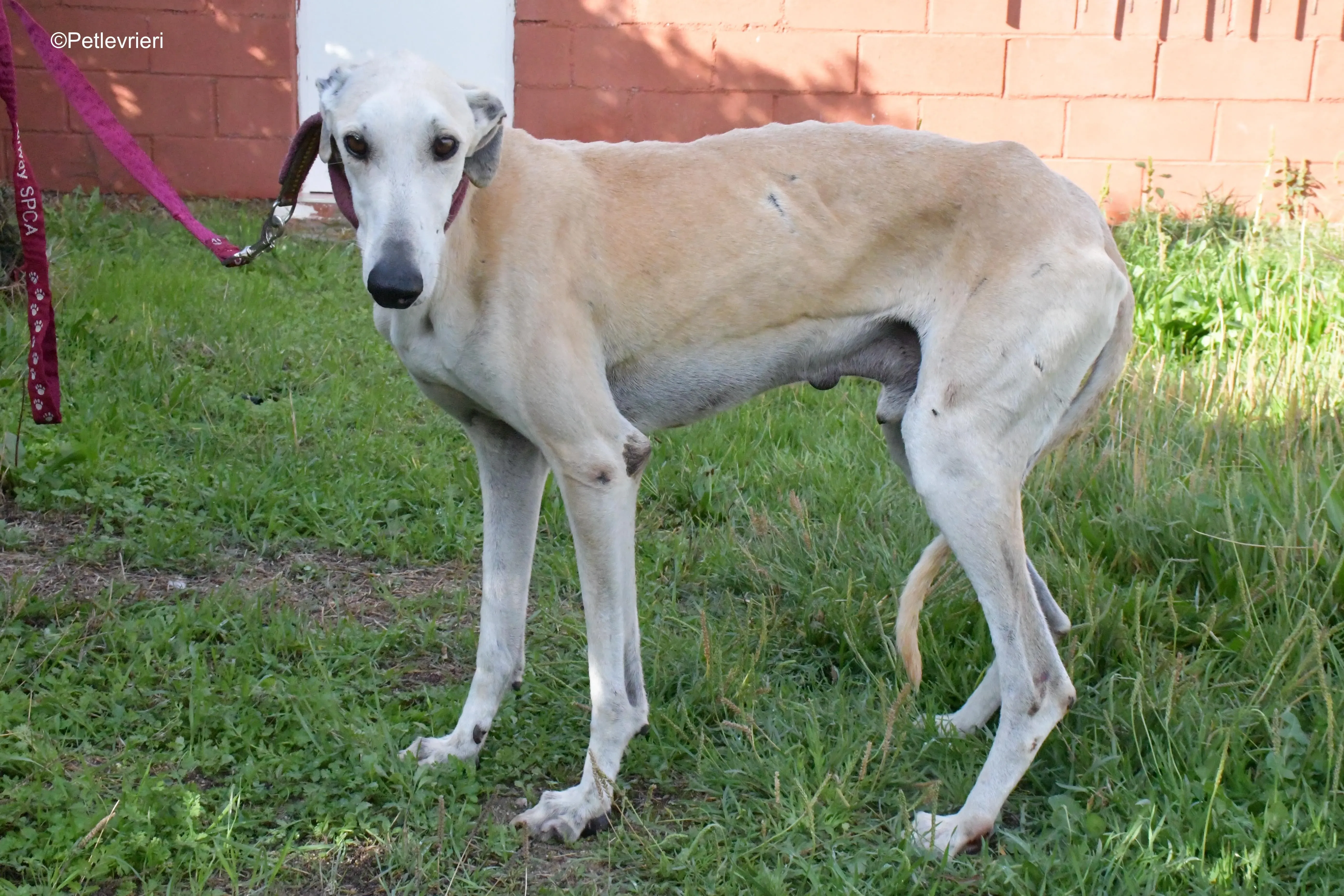 lucas adozione levrieri galgo 8