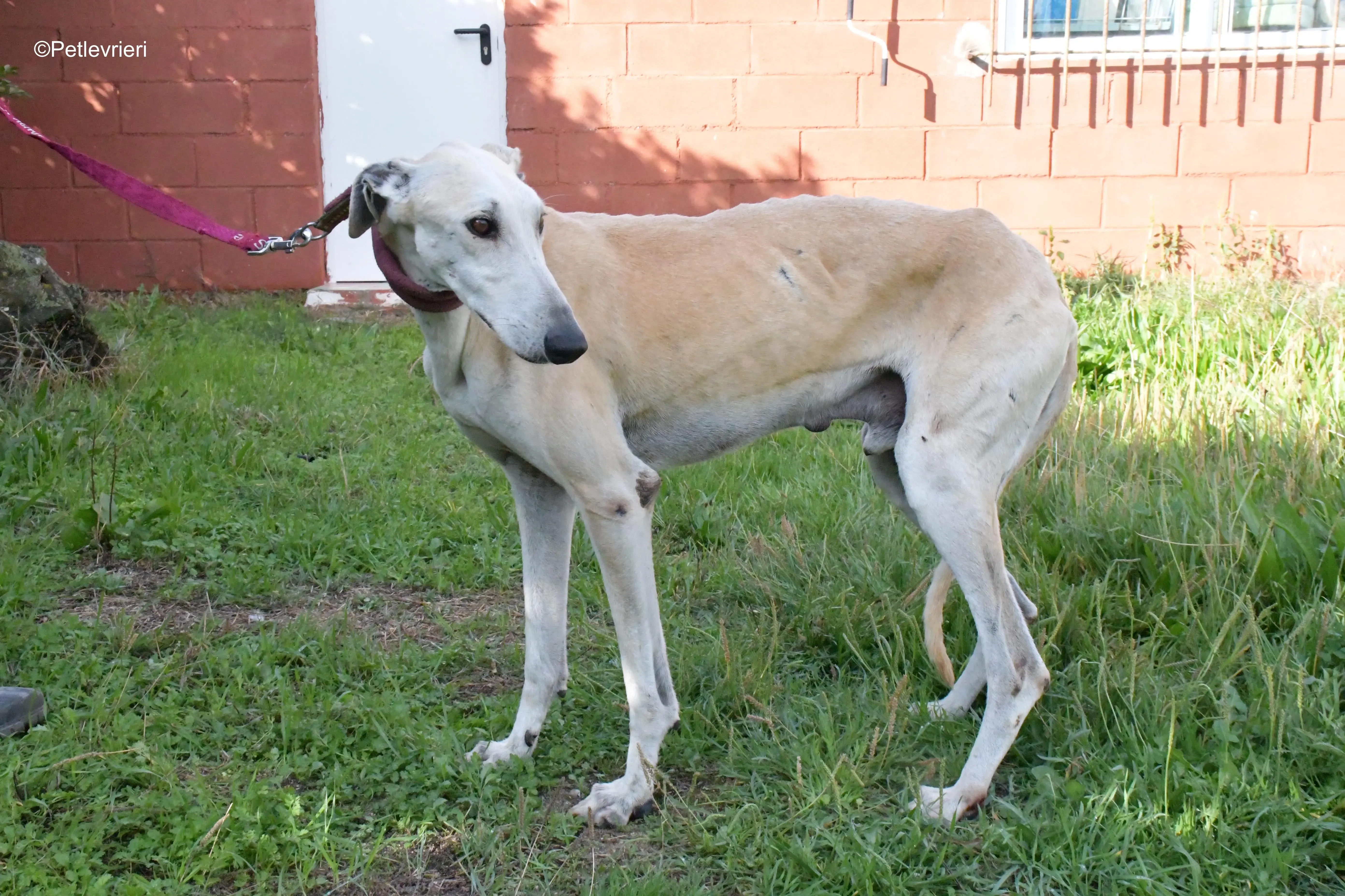 lucas adozione levrieri galgo 9