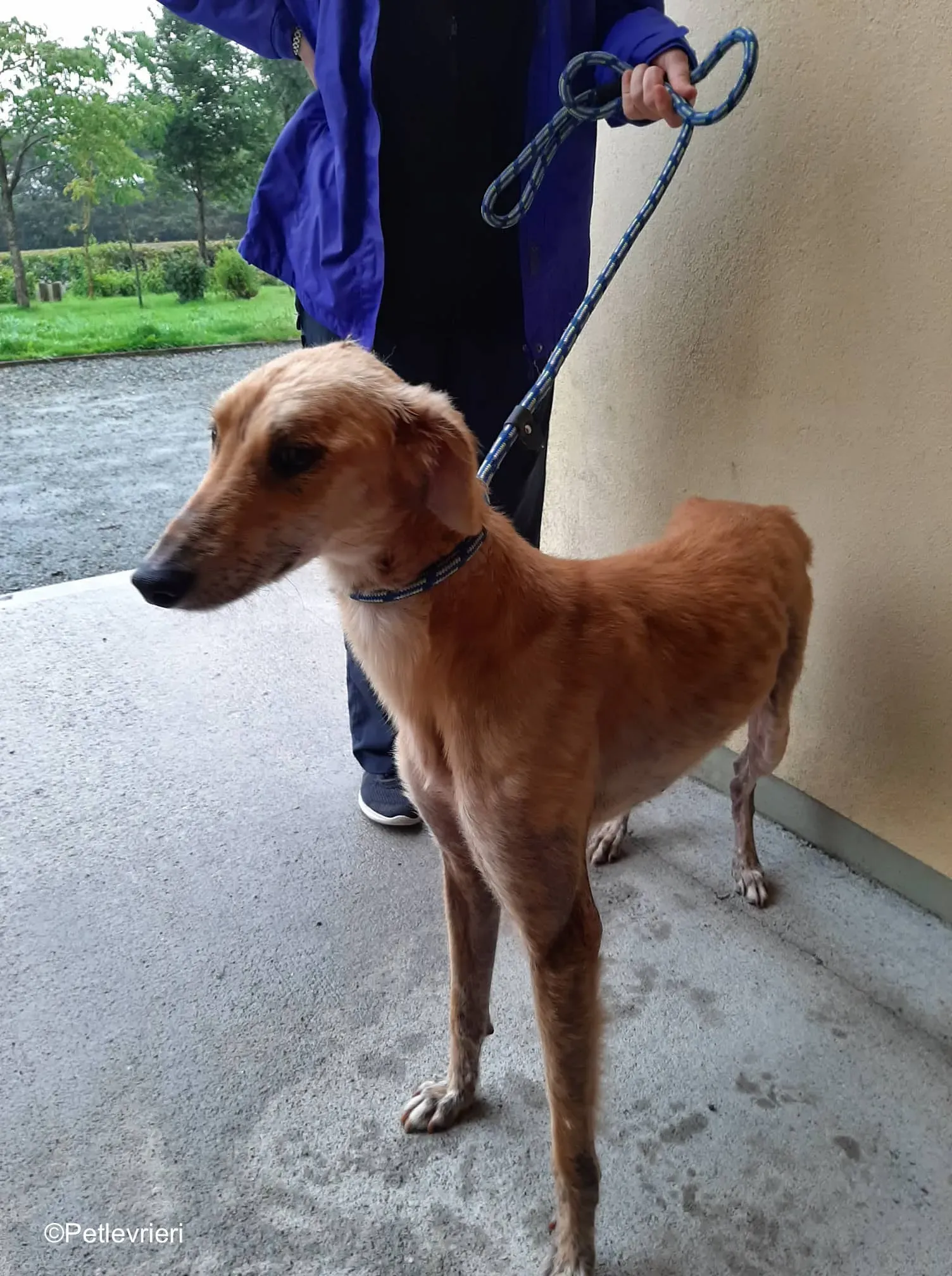 lucas adozione levrieri greyhound 1