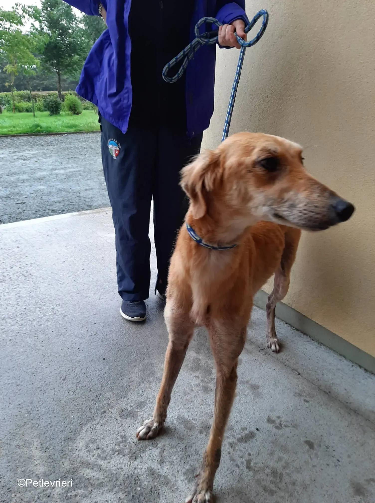 lucas adozione levrieri greyhound 2