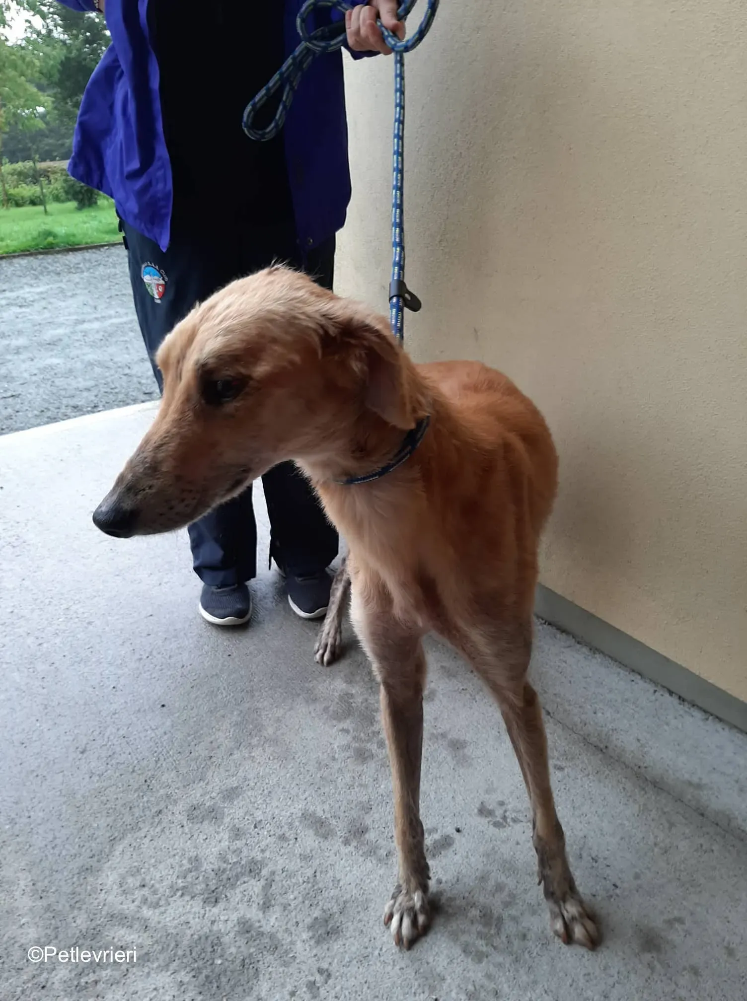 lucas adozione levrieri greyhound 3