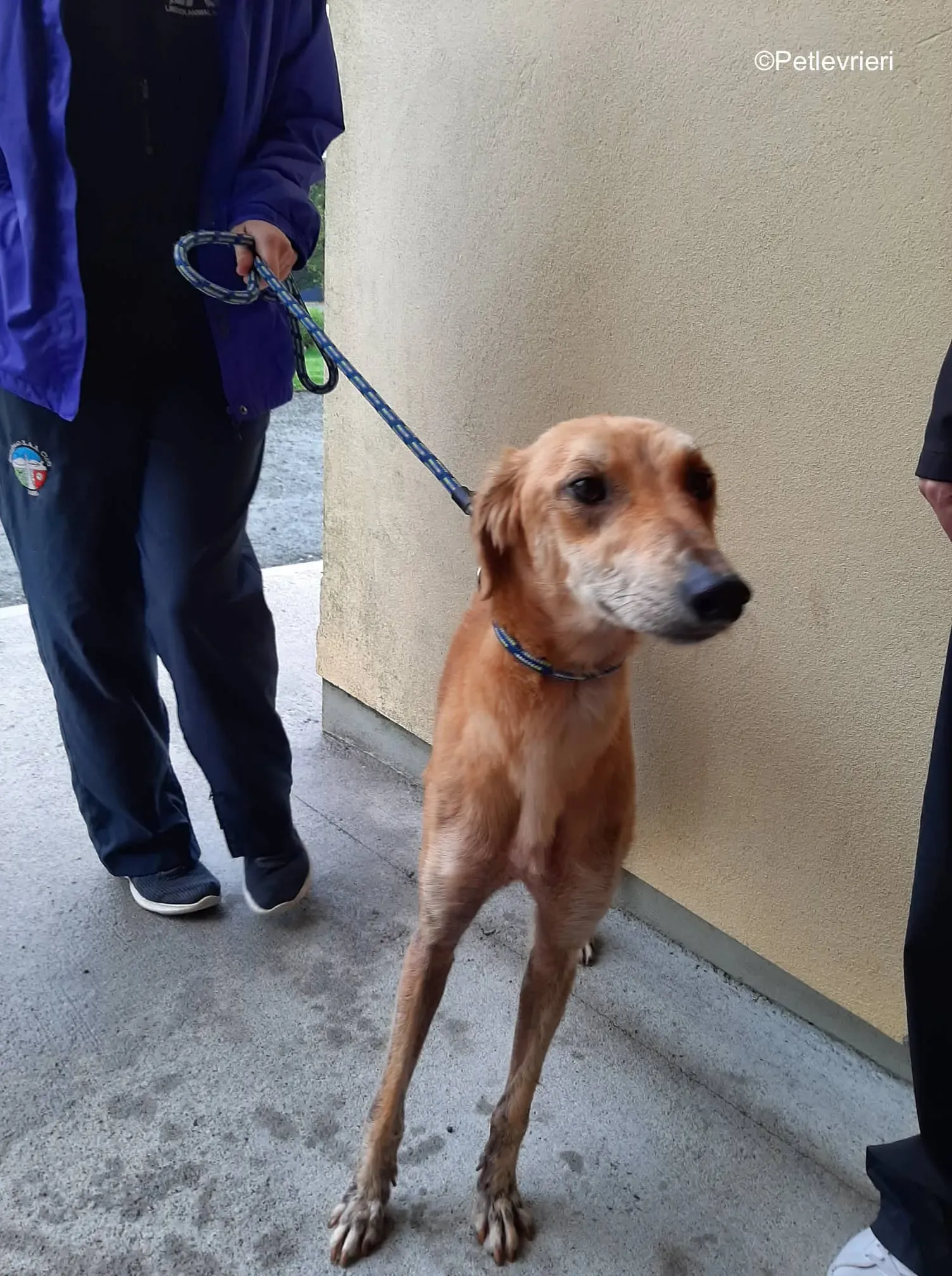 lucas adozione levrieri greyhound 4