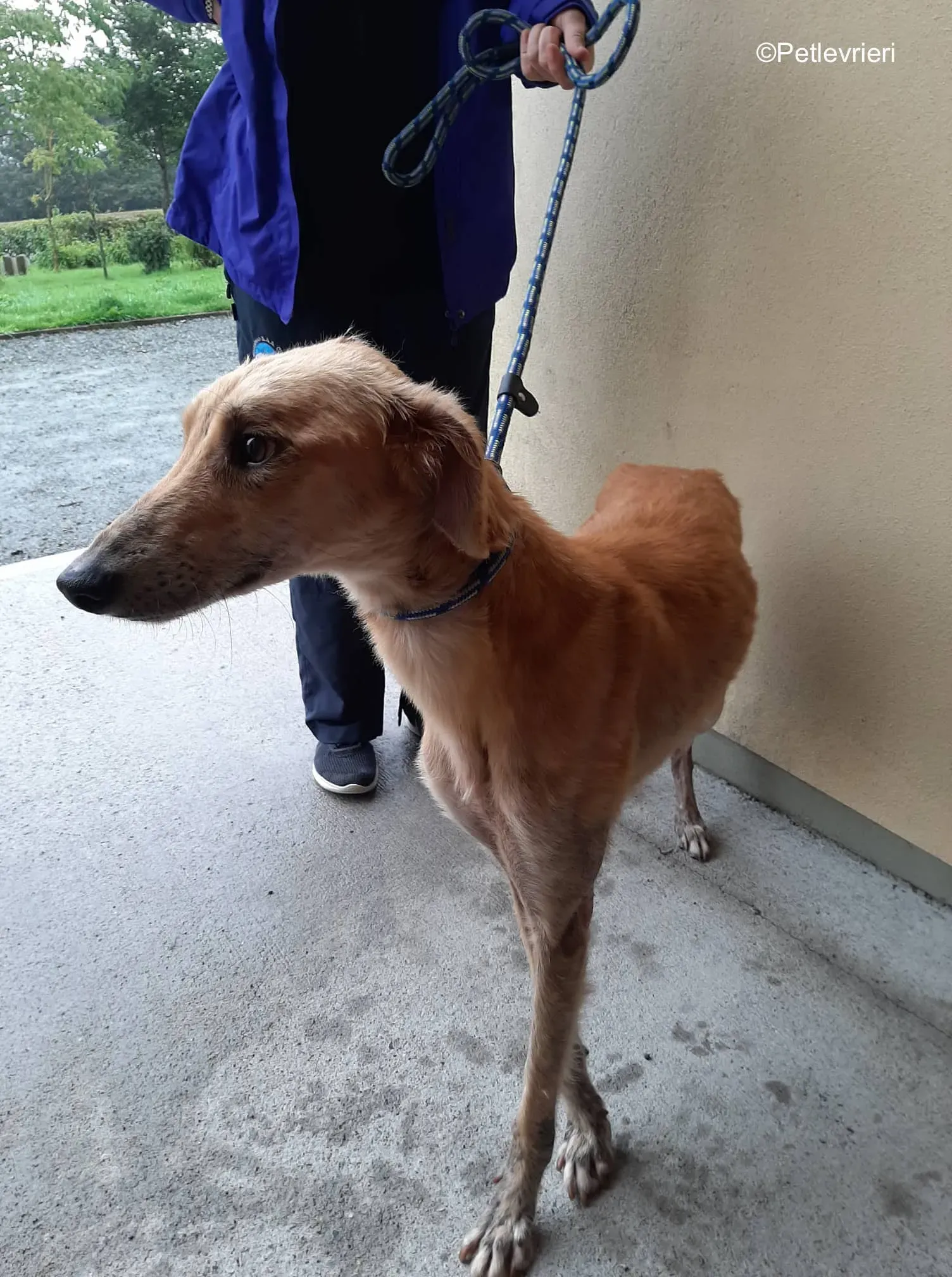 lucas adozione levrieri greyhound 5