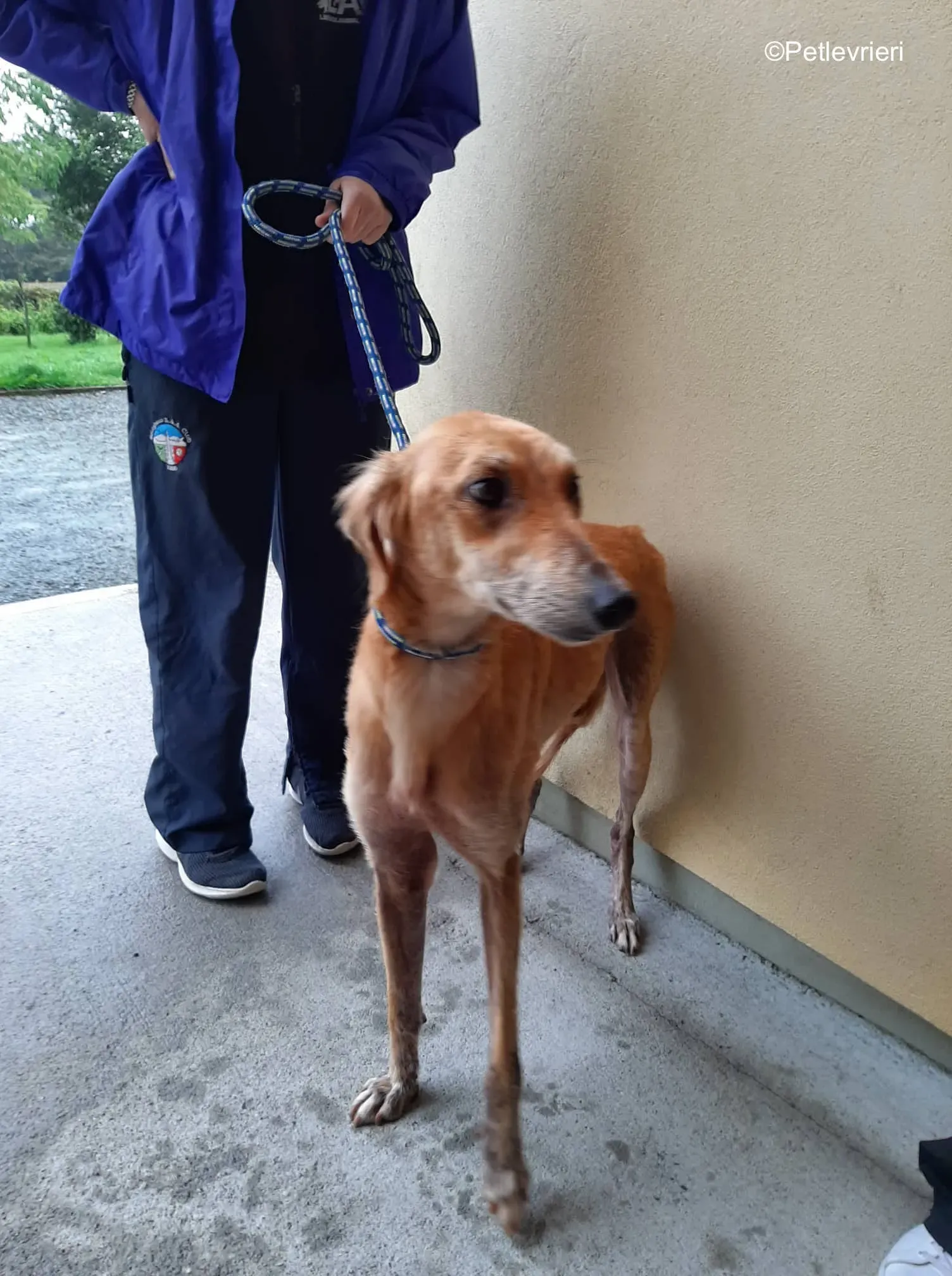 lucas adozione levrieri greyhound 6