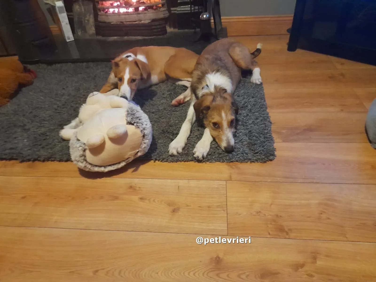 lucas adozione lurcher saluki pet levrieri 01