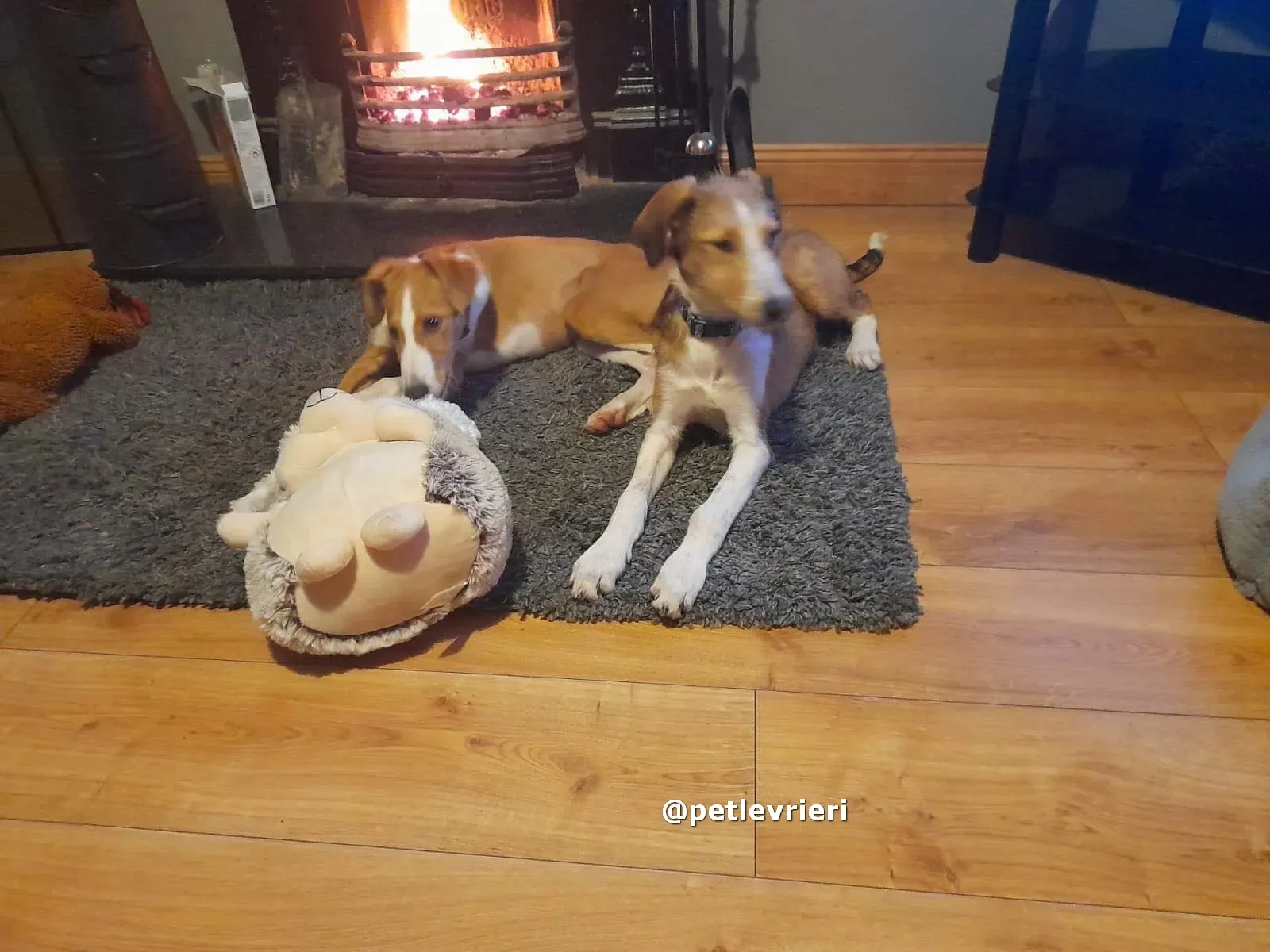 lucas adozione lurcher saluki pet levrieri 03