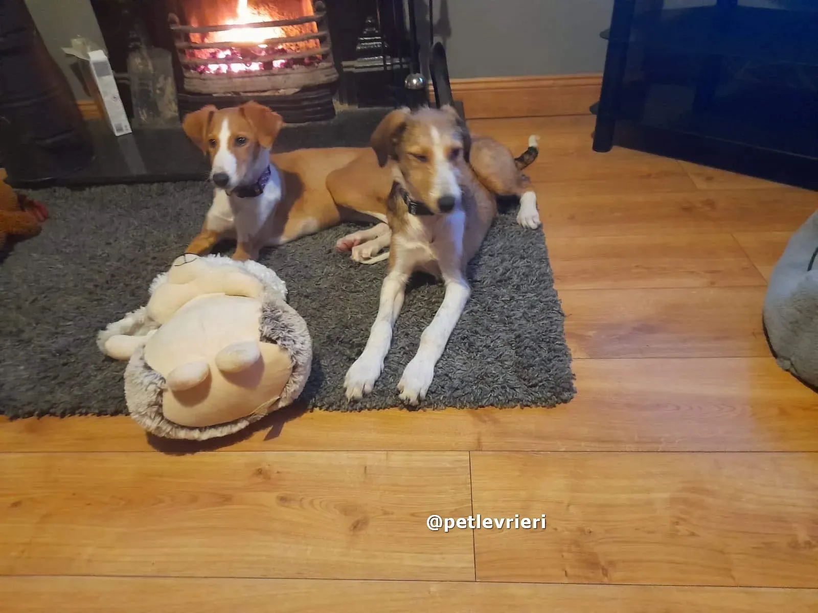 lucas adozione lurcher saluki pet levrieri 04