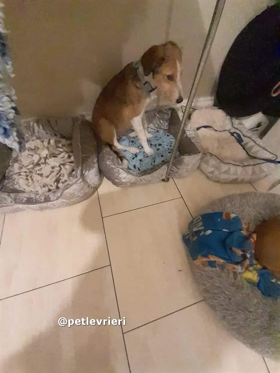 lucas adozione lurcher saluki pet levrieri 05