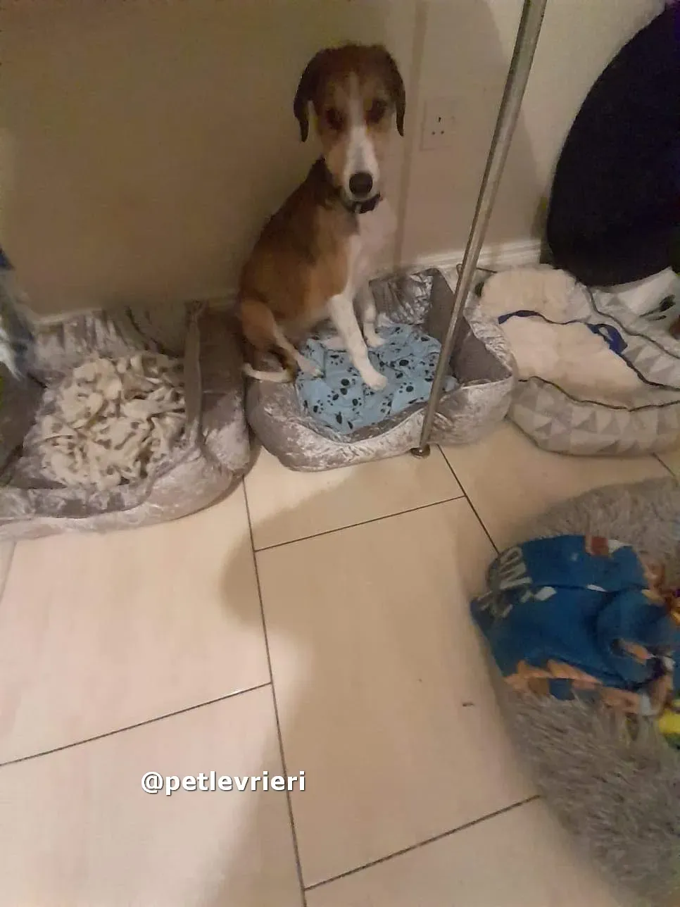 lucas adozione lurcher saluki pet levrieri 09