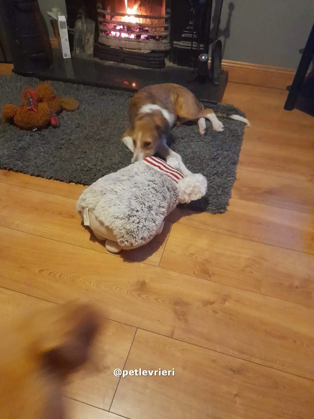 lucas adozione lurcher saluki pet levrieri 10