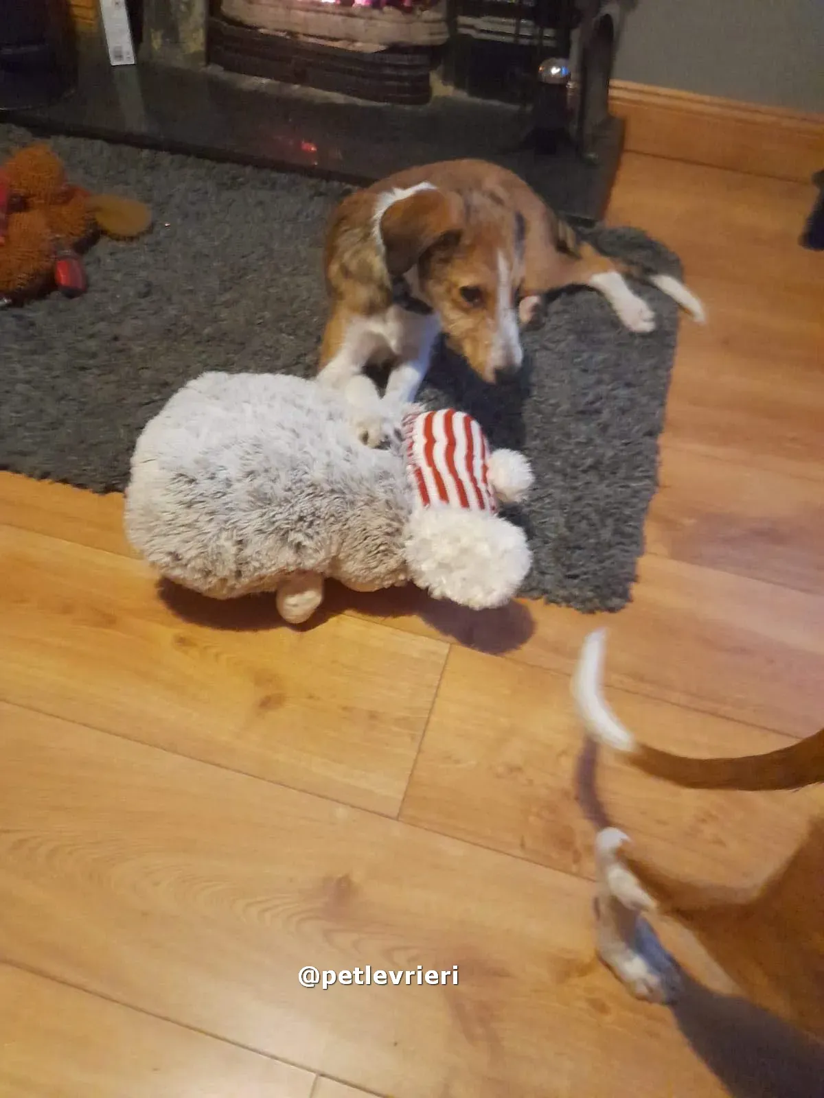 lucas adozione lurcher saluki pet levrieri 11