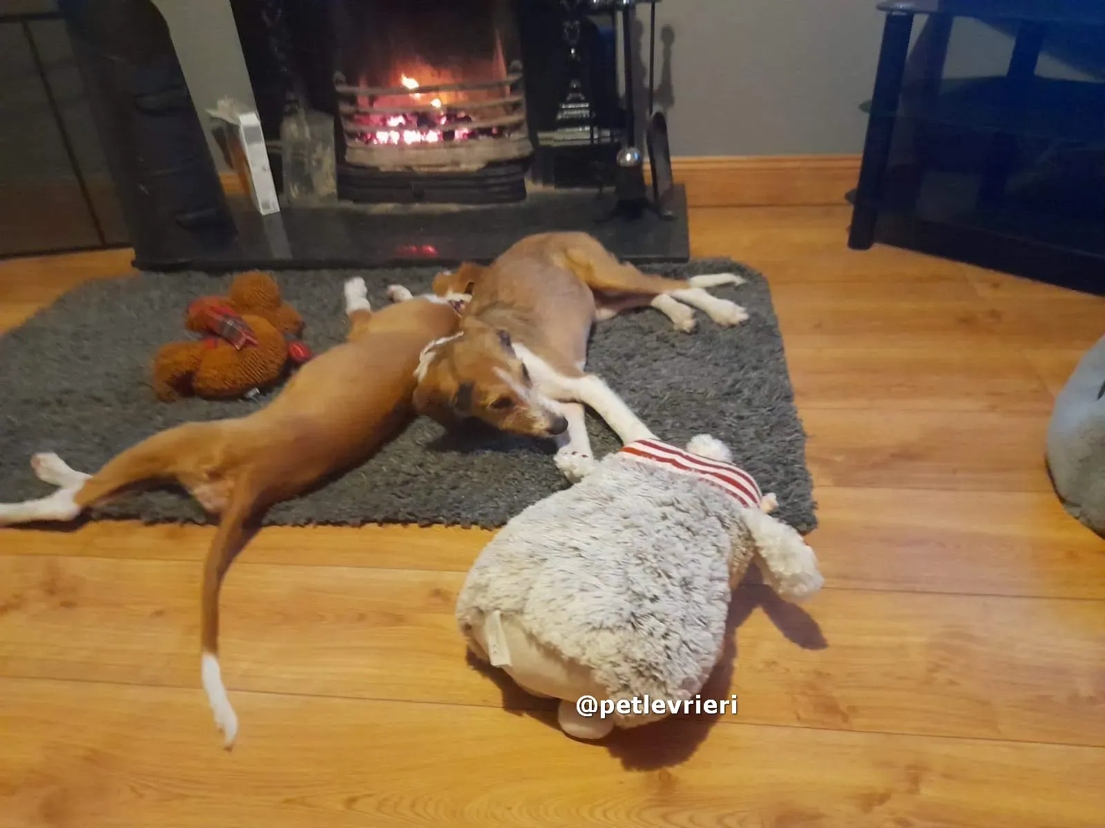 lucas adozione lurcher saluki pet levrieri 12