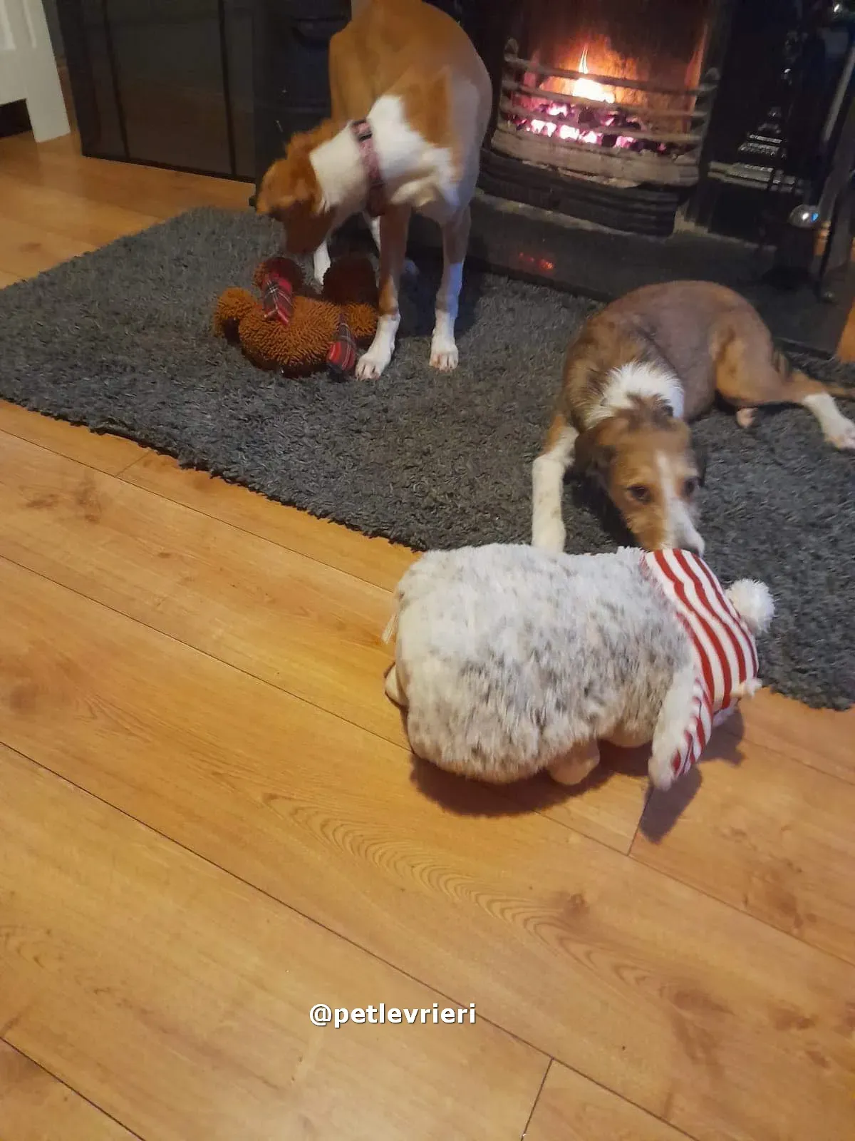 lucas adozione lurcher saluki pet levrieri 14