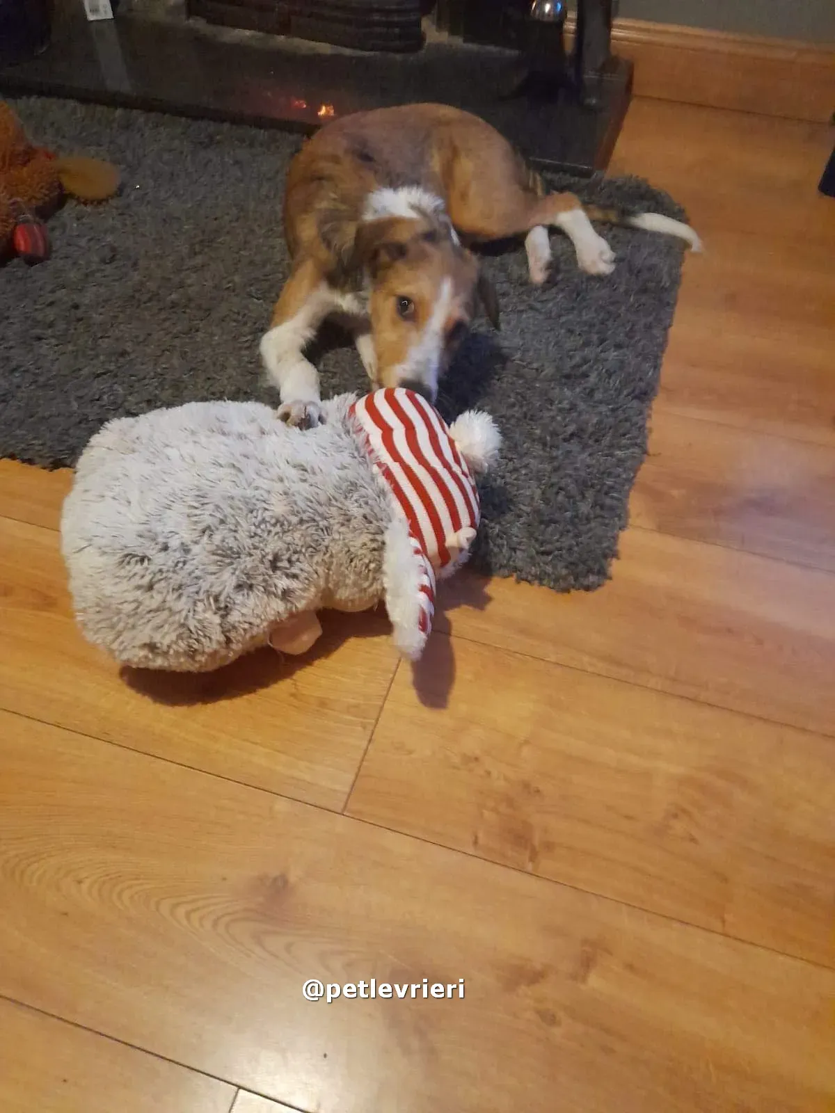 lucas adozione lurcher saluki pet levrieri 15