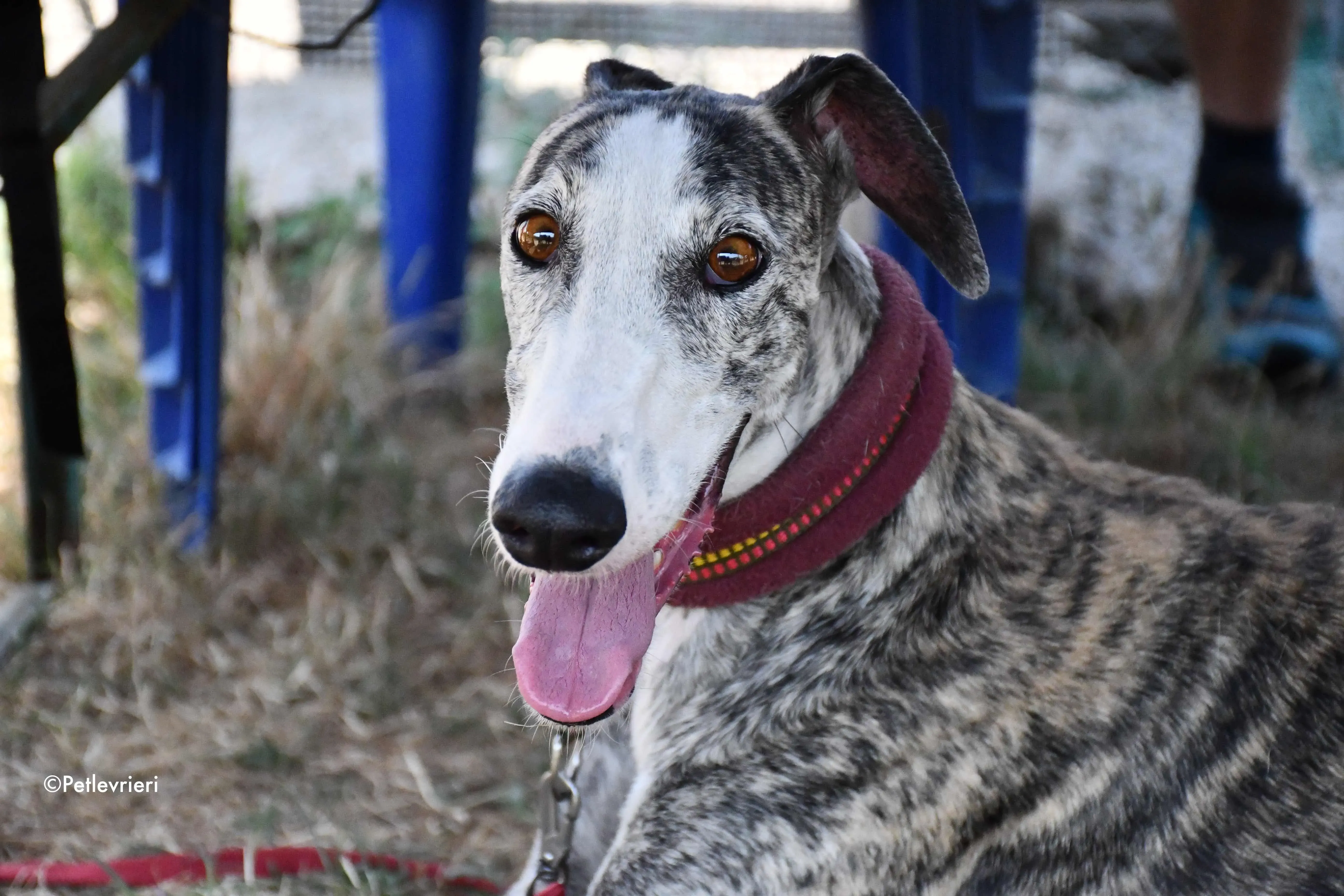 lucia adozione levrieri galgo 1