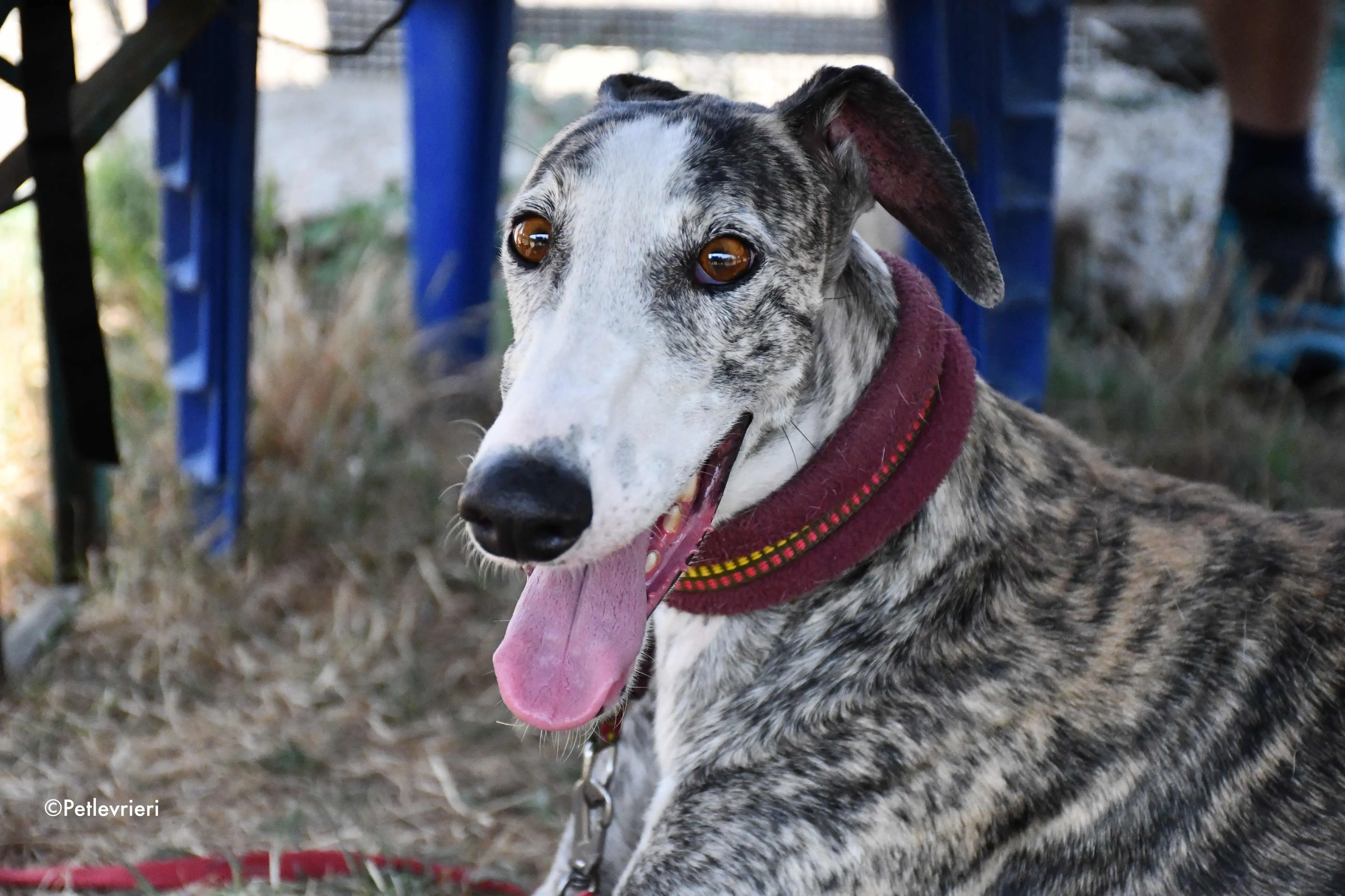 lucia adozione levrieri galgo 2