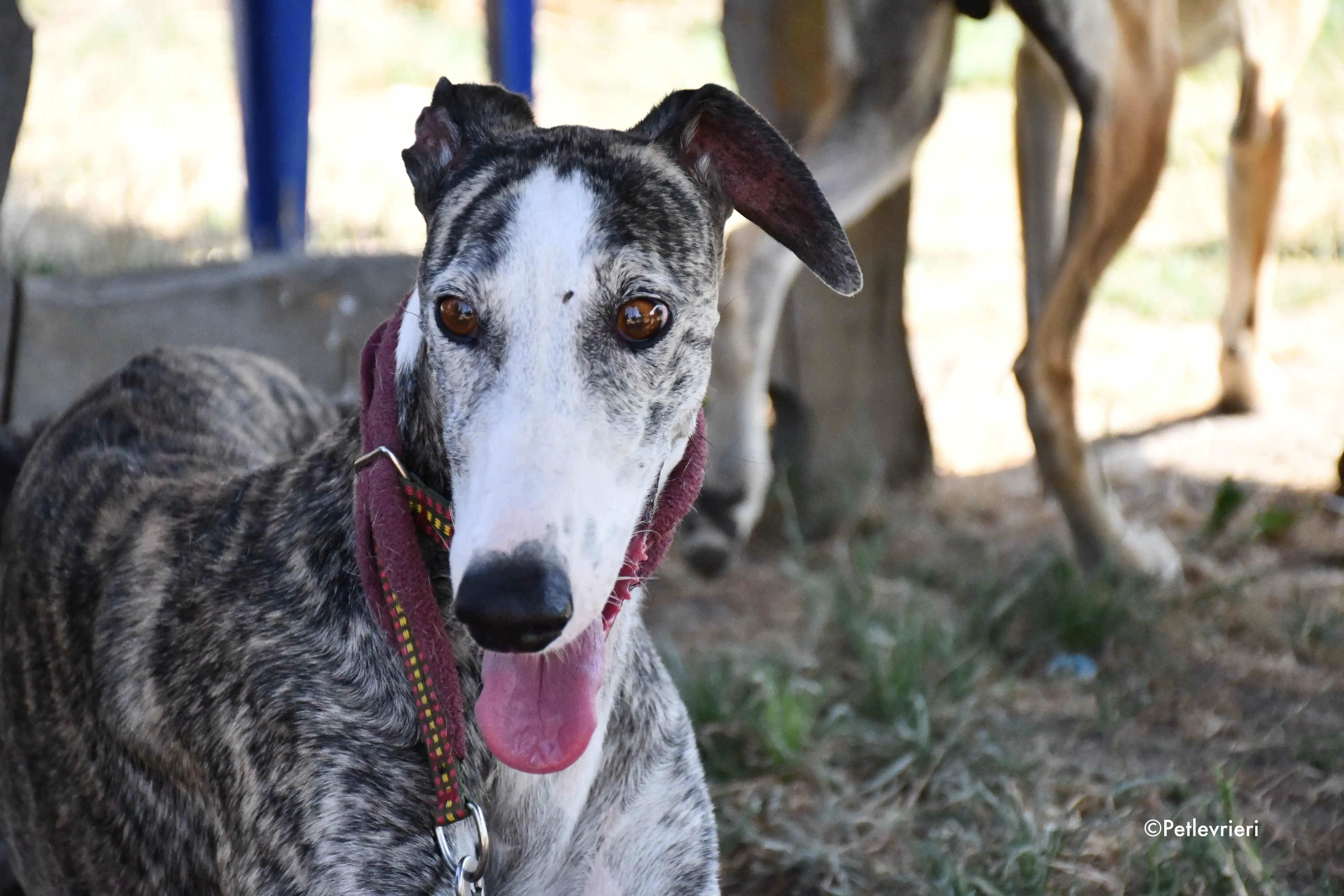 lucia adozione levrieri galgo 3