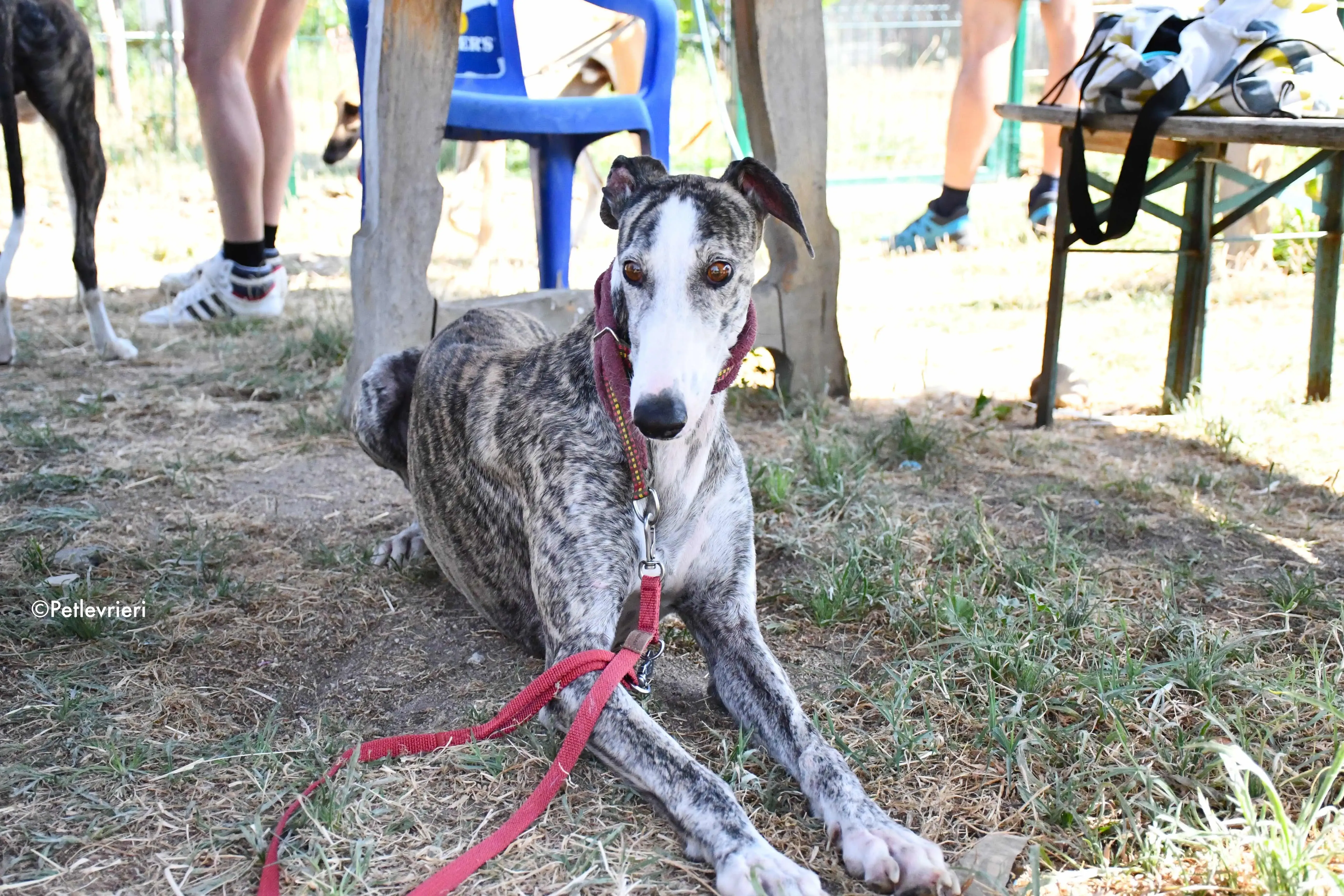 lucia adozione levrieri galgo 4